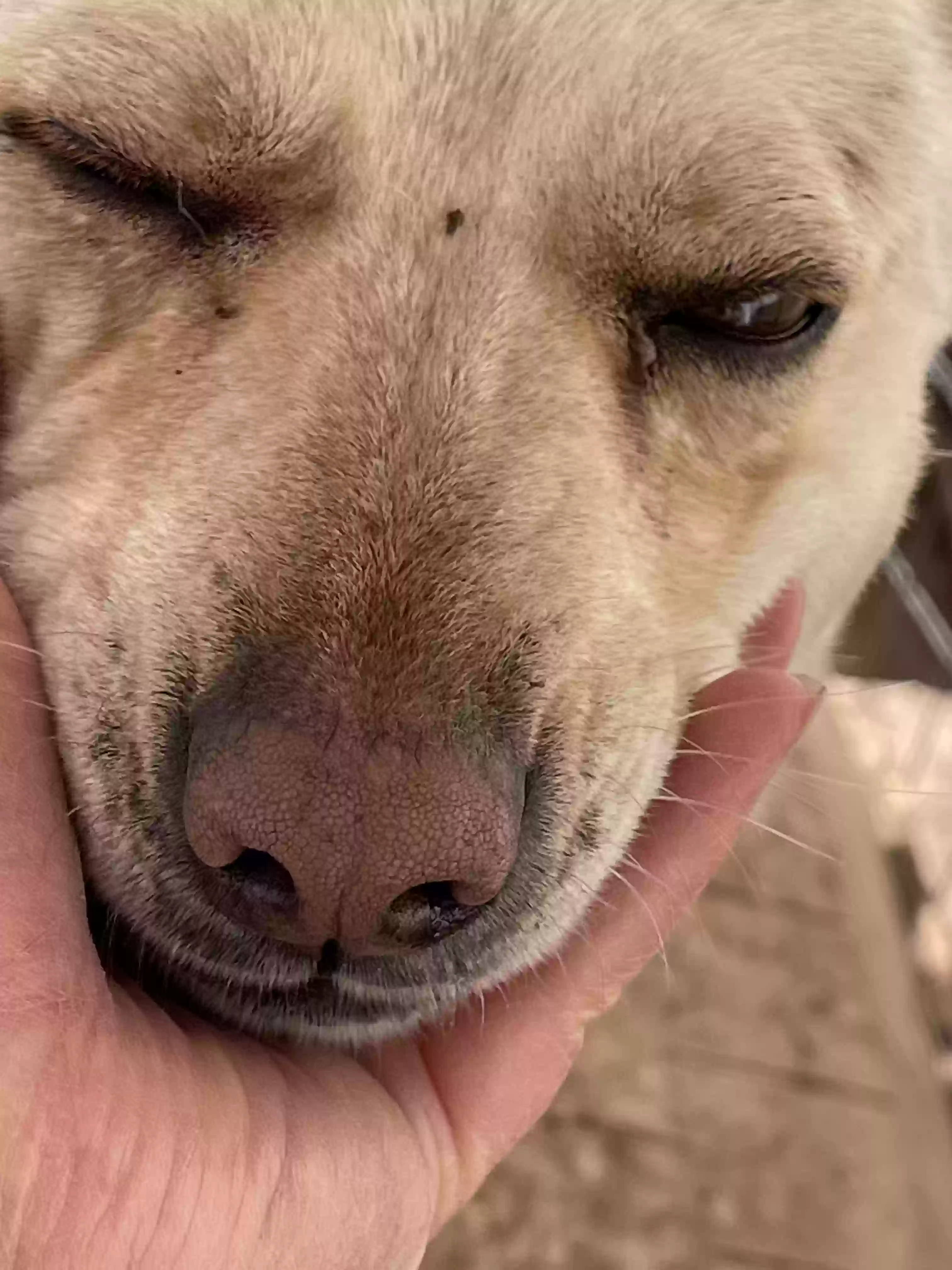adoptable Dog in Thoreau,NM named Civil