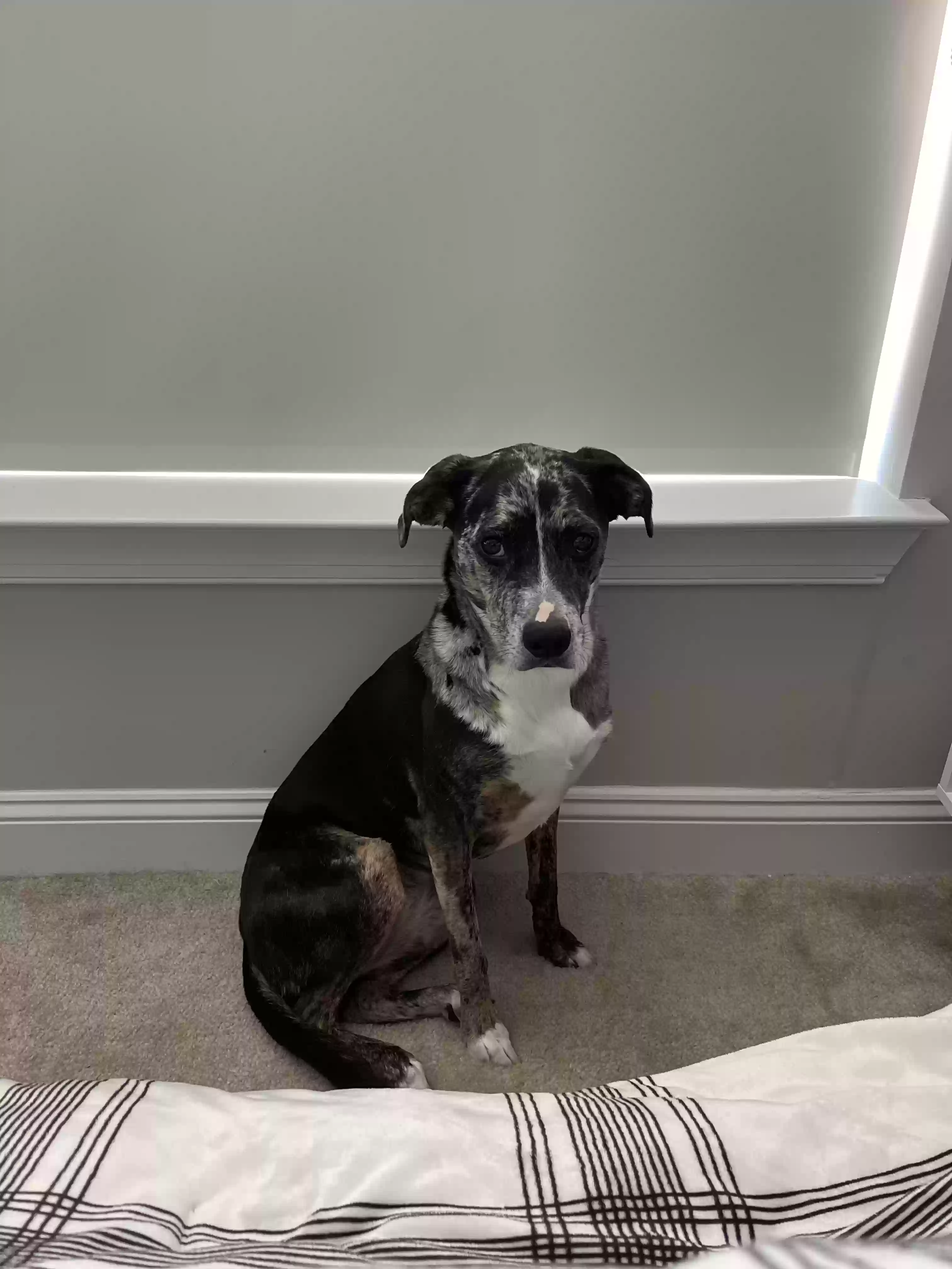 adoptable Dog in Atlanta,GA named Mila