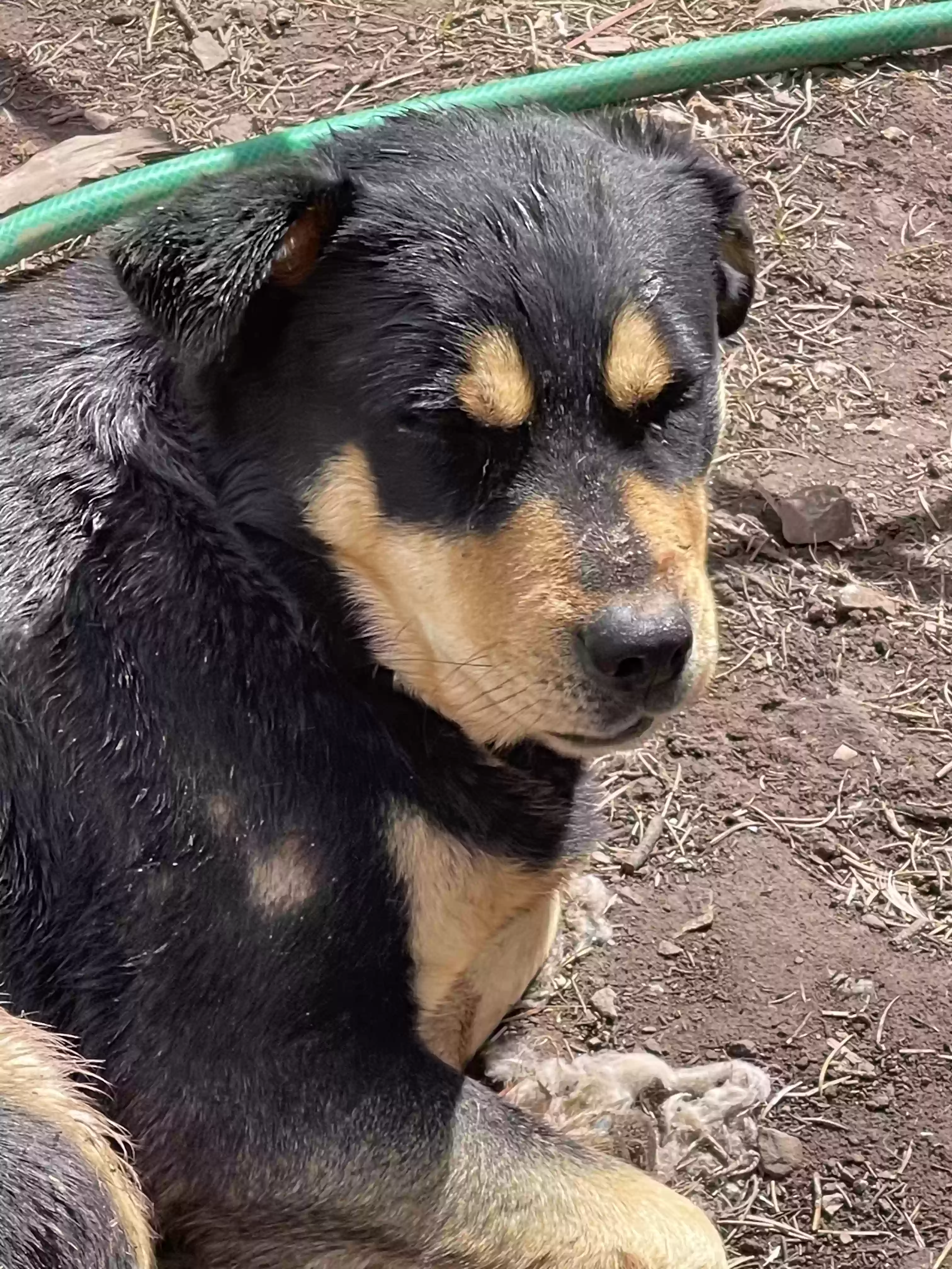 adoptable Dog in Thoreau,NM named Sassafras