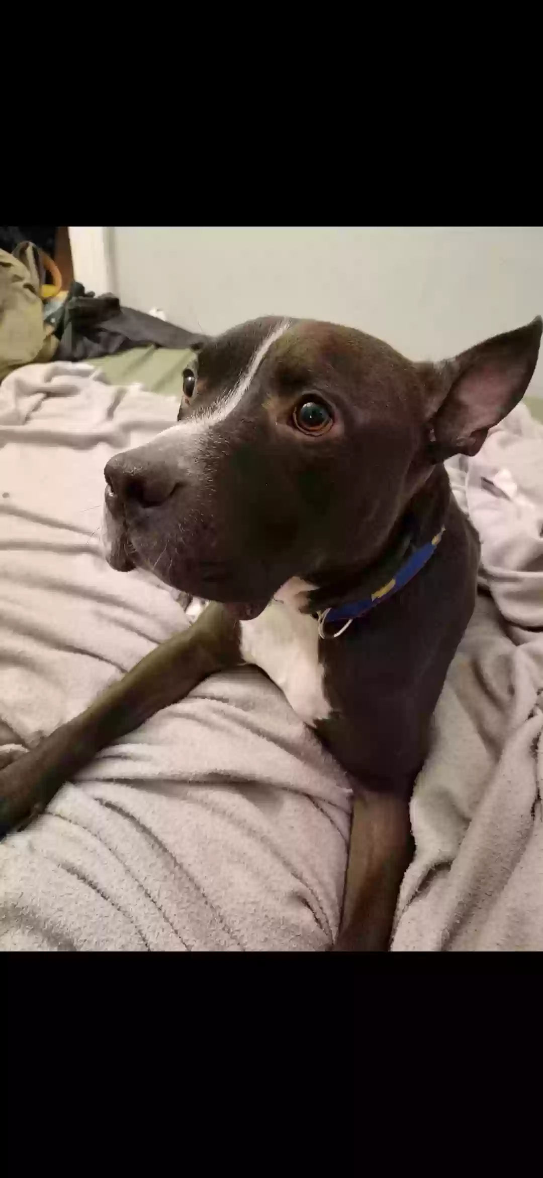 adoptable Dog in Buffalo,NY named Maximus