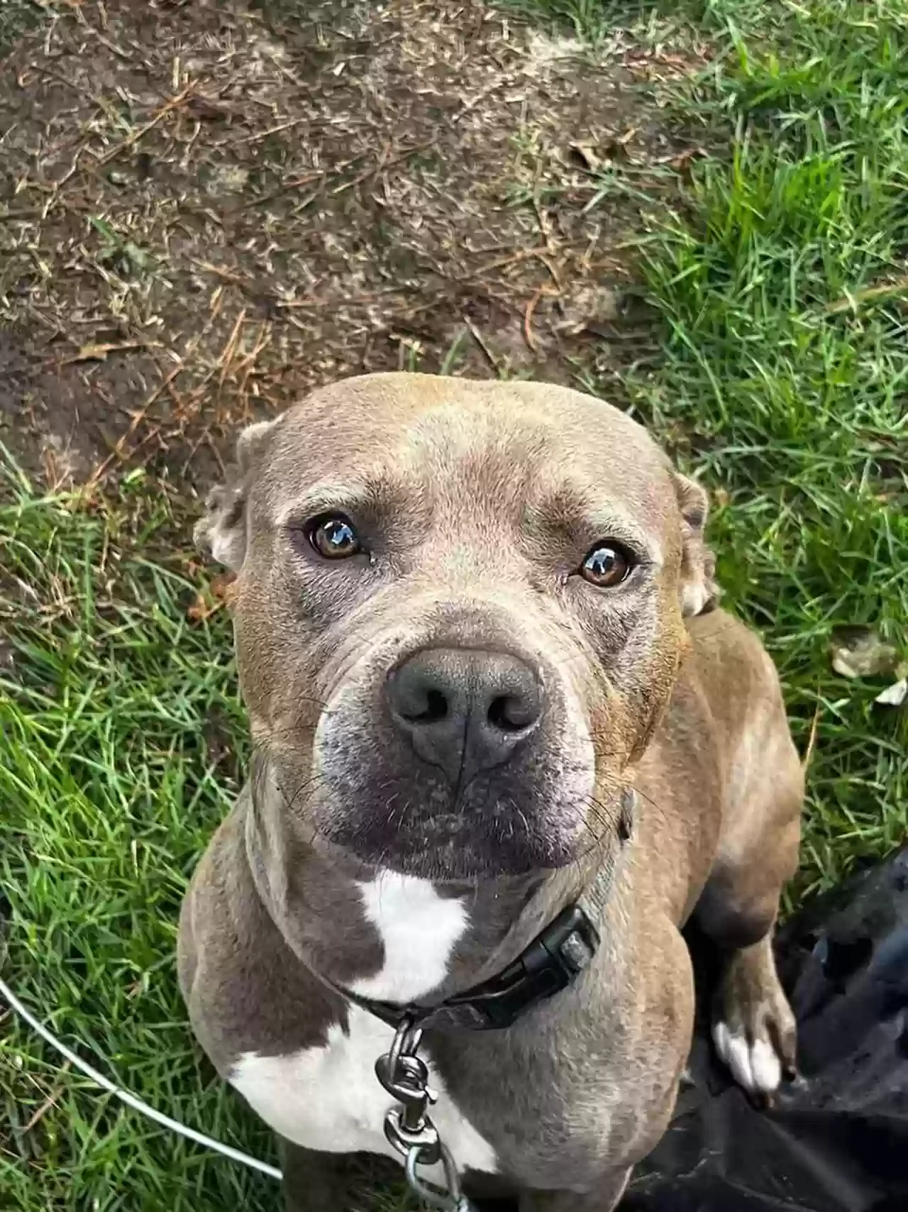 adoptable Dog in Cary,NC named Sirius