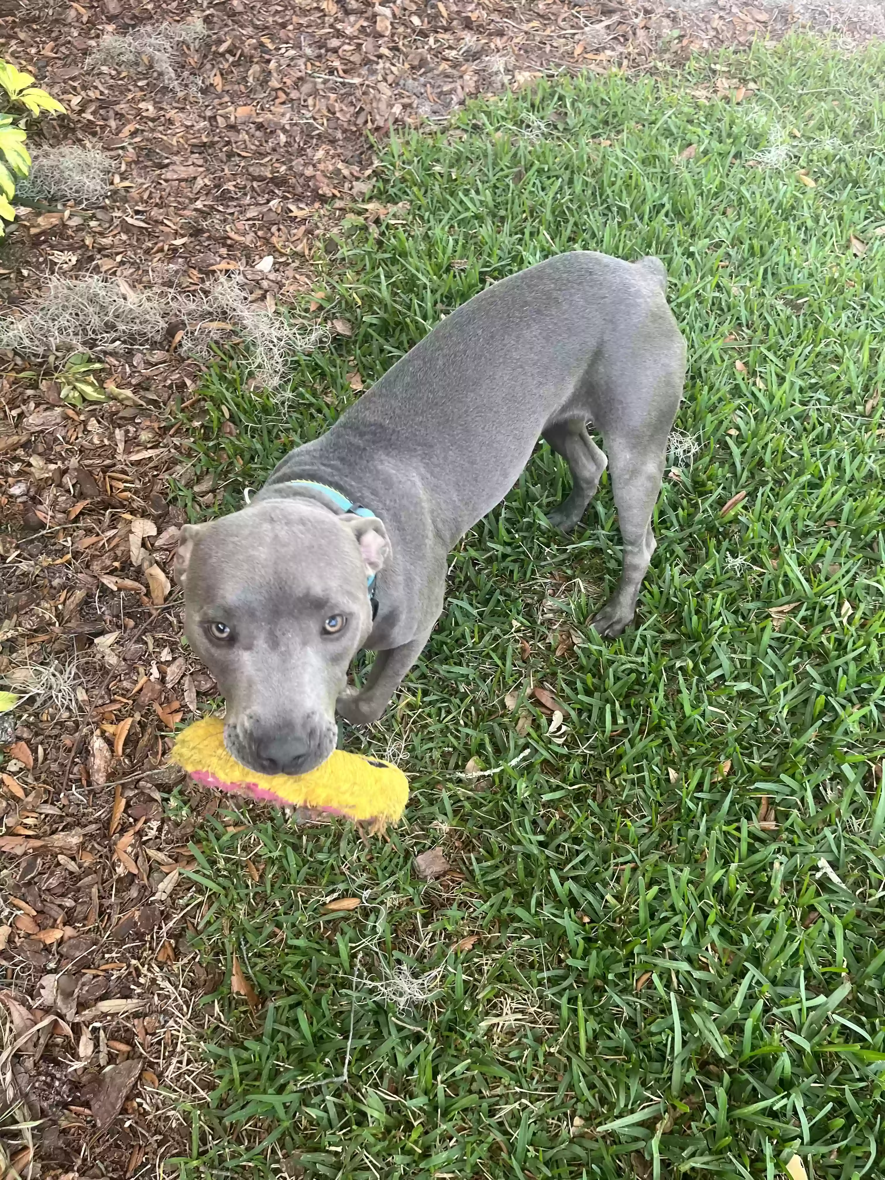 adoptable Dog in Leesburg,FL named Duke
