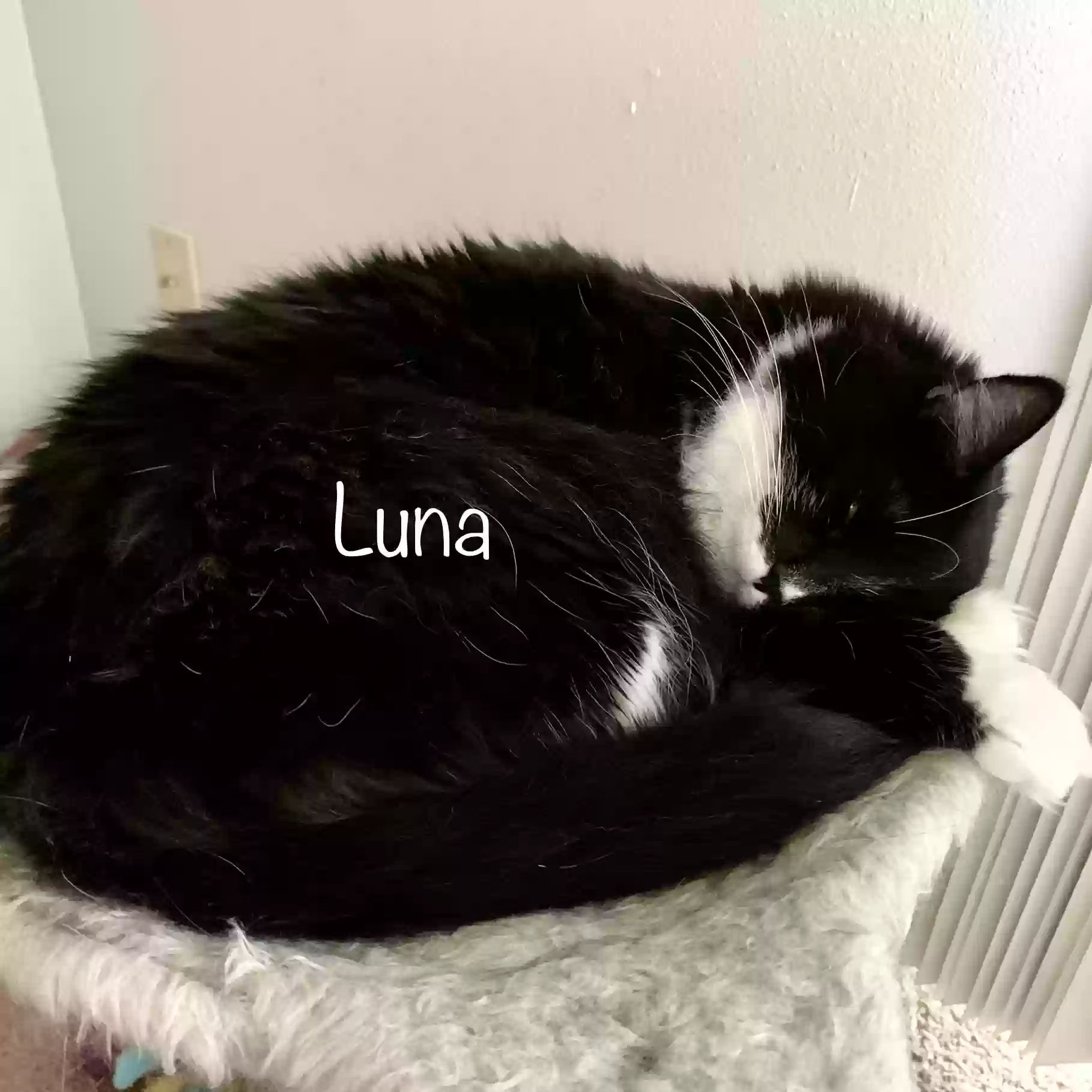 adoptable Cat in Spokane,WA named Luna