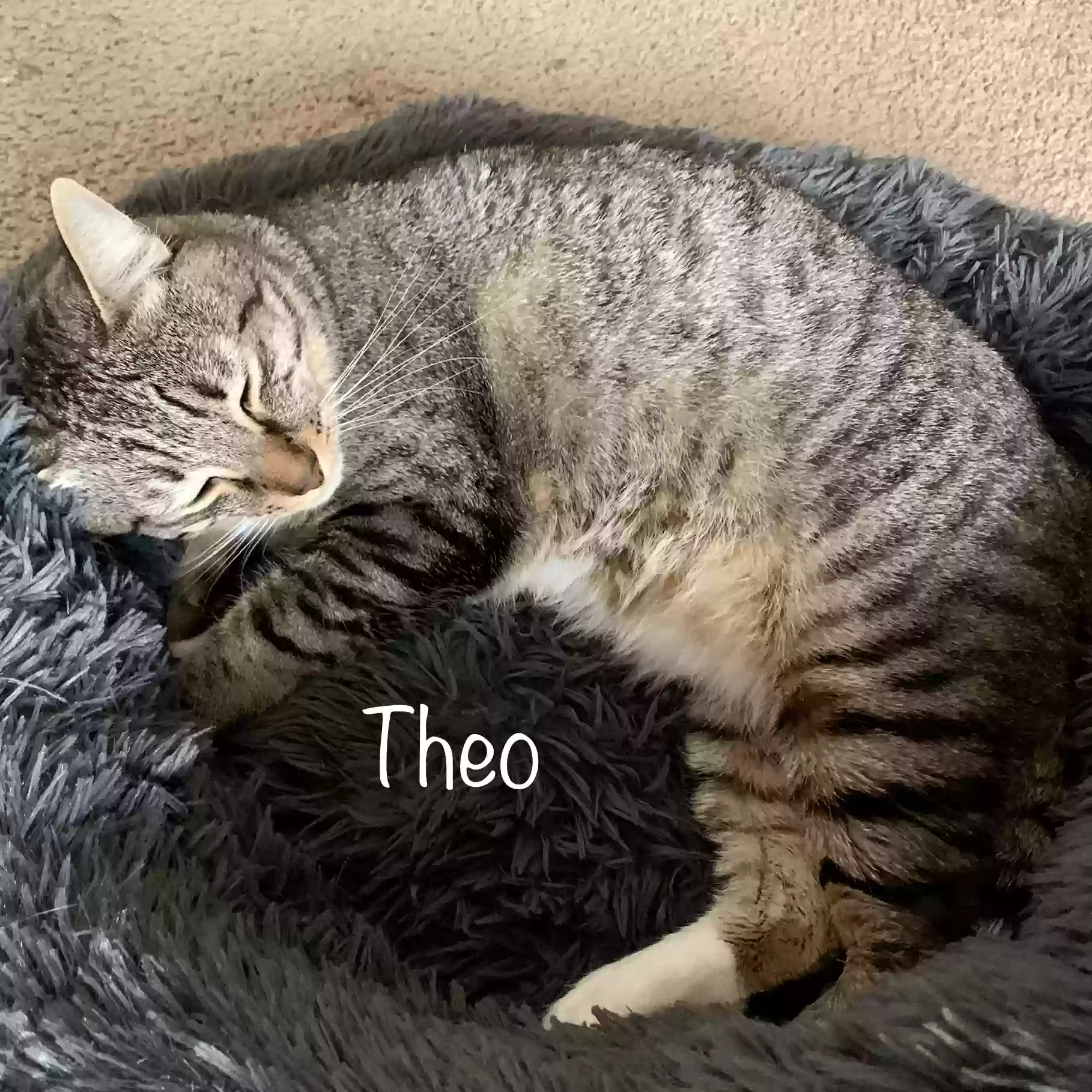 adoptable Cat in Spokane,WA named Theo