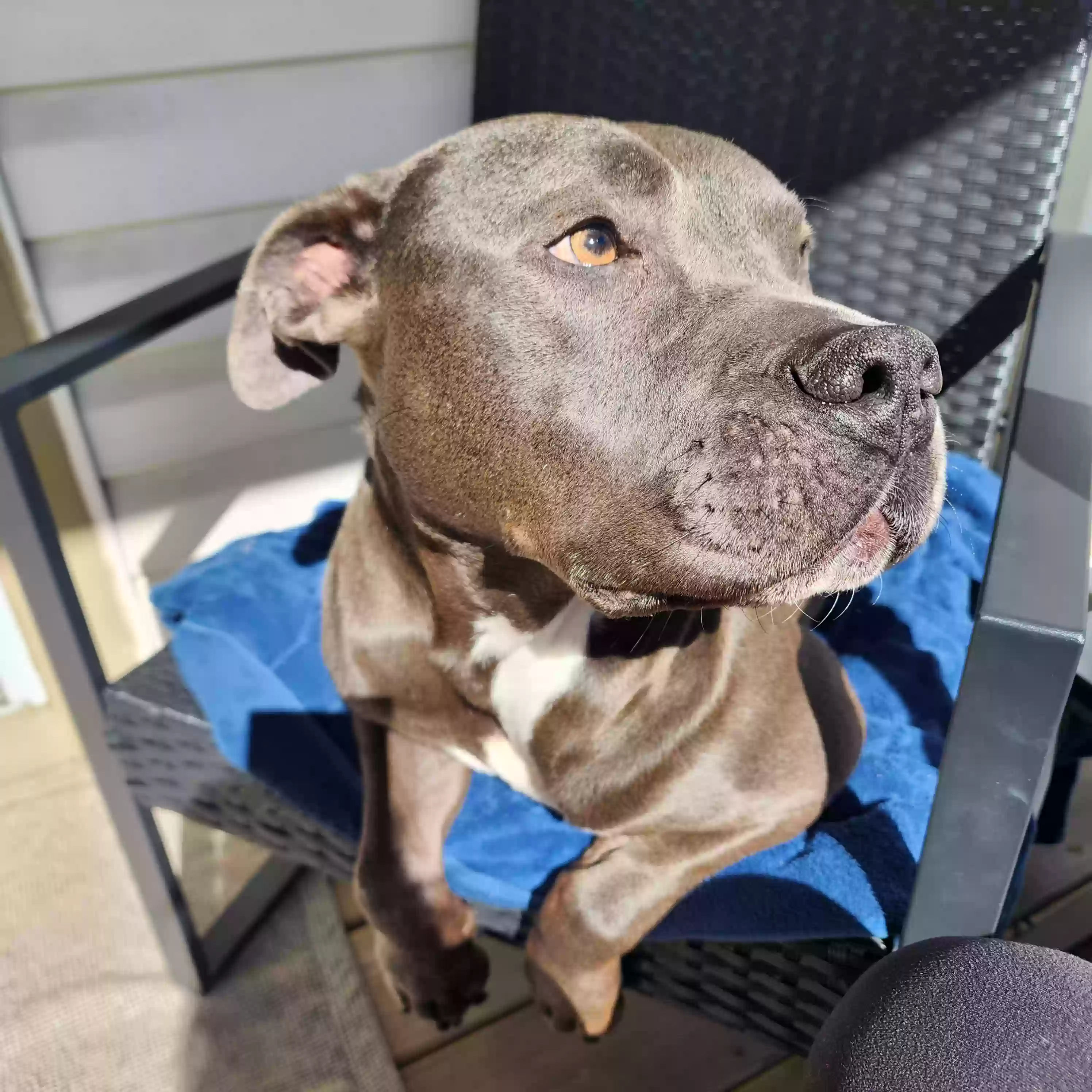 adoptable Dog in Frederick,MD named River