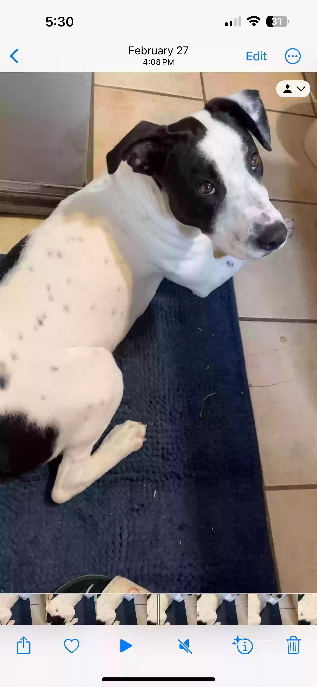 adoptable Dog in Macon,GA named Rillo