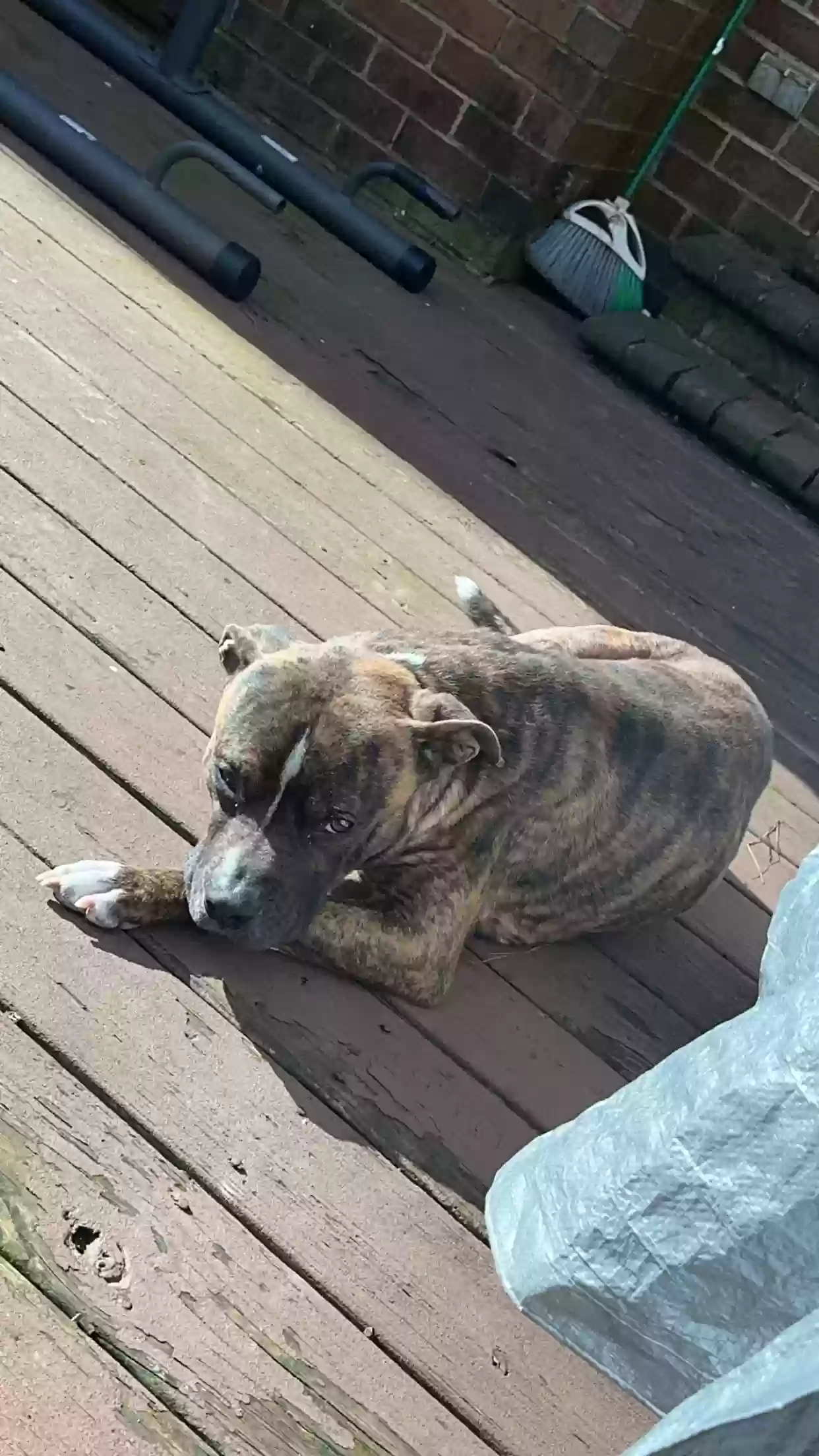 adoptable Dog in Chesapeake,VA named Bruiser