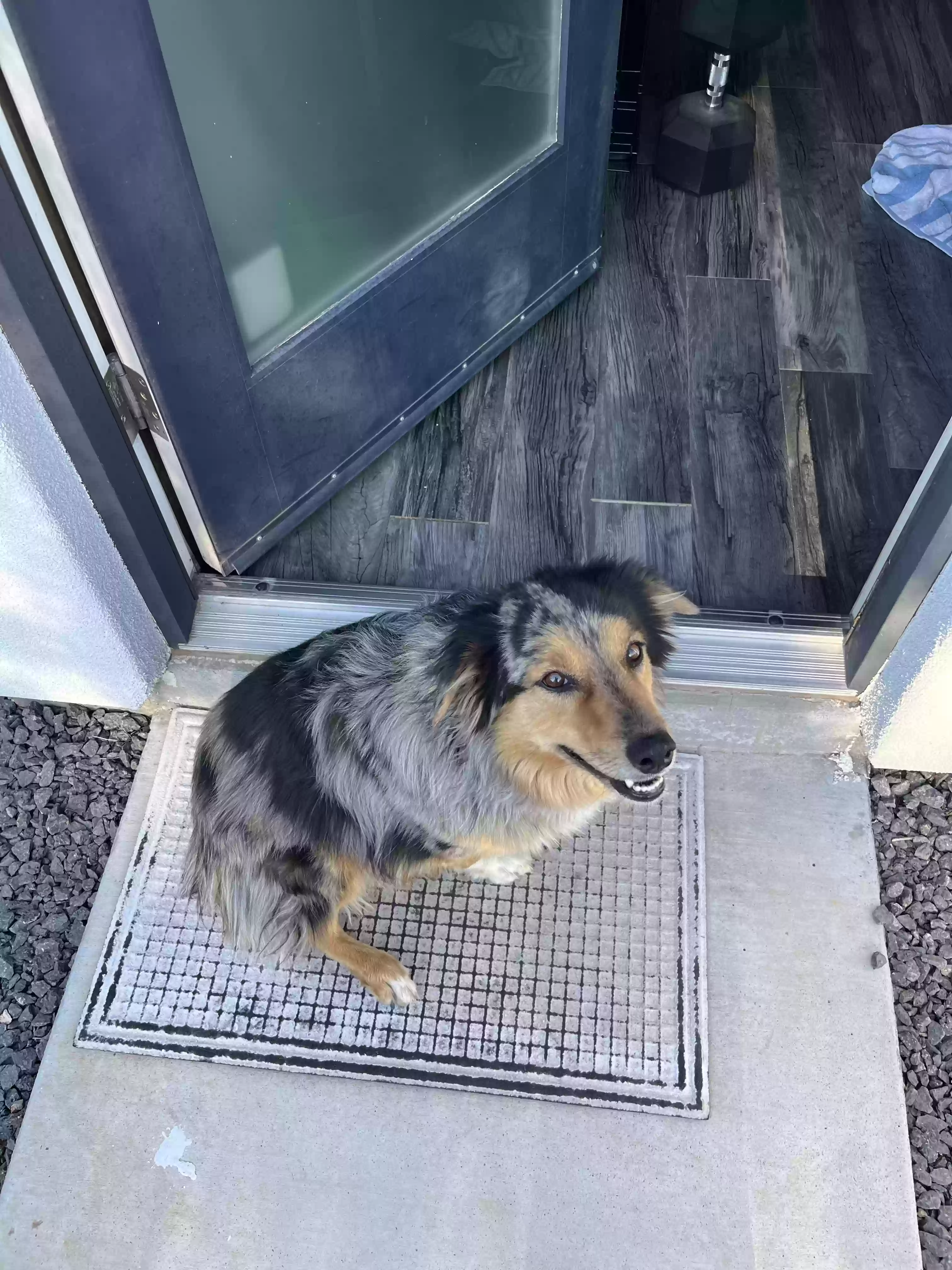 adoptable Dog in Scottsdale,AZ named Pearl