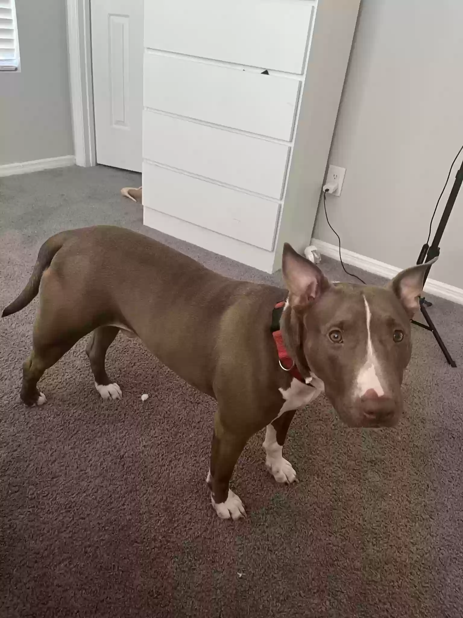 adoptable Dog in Atlanta,GA named Red