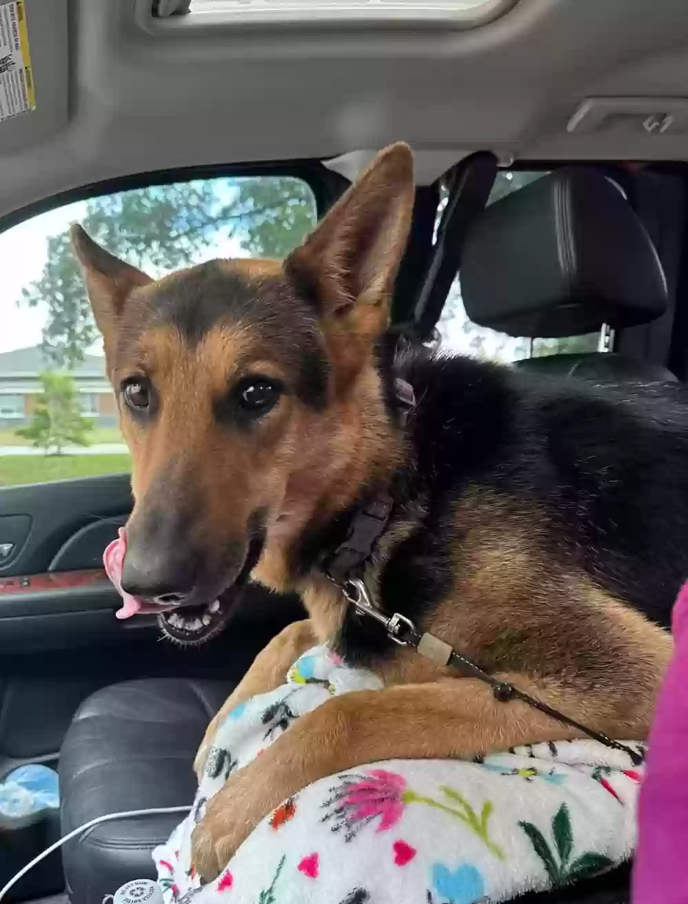 adoptable Dog in Carson,VA named Luna