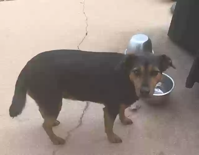 adoptable Dog in Fayetteville,GA named Deisel