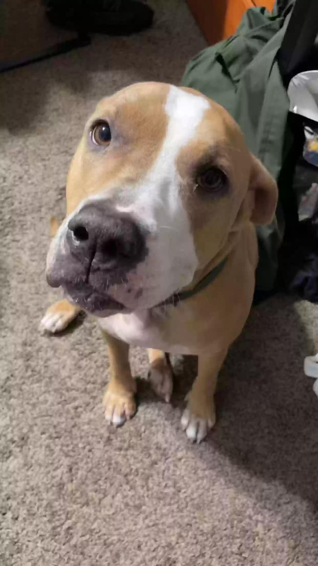 adoptable Dog in Kutztown,PA named Nova