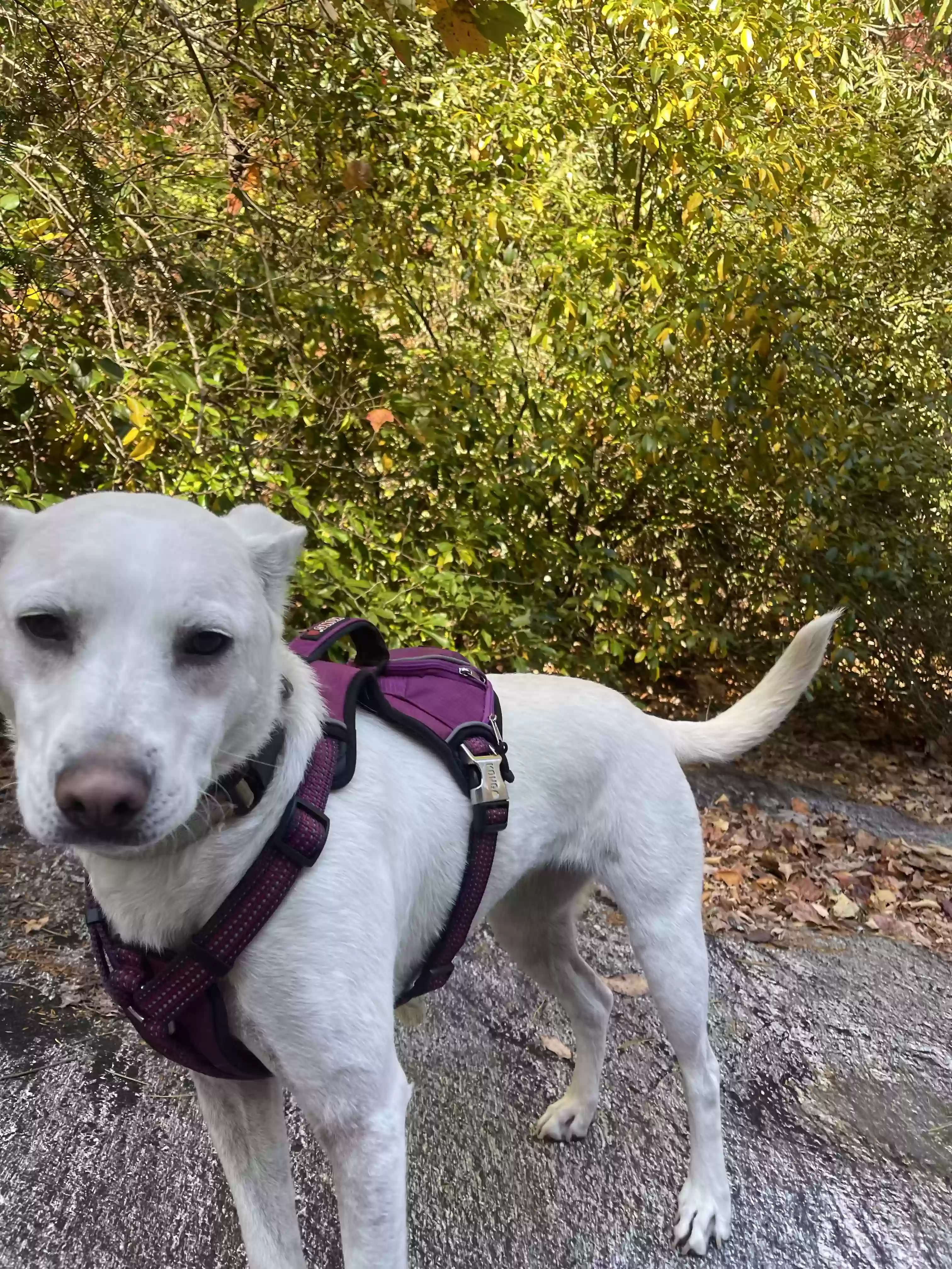 adoptable Dog in Washington,DC named Drozah