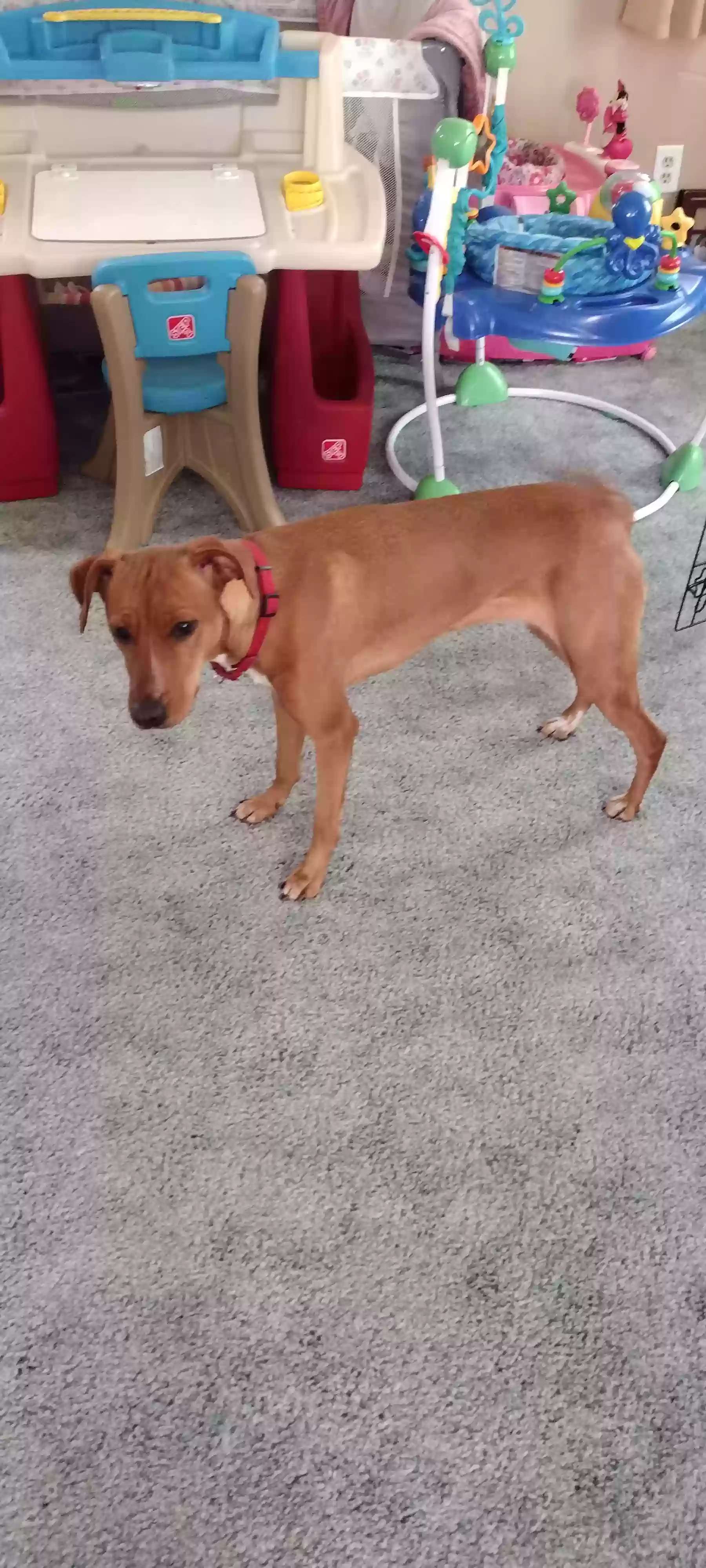 adoptable Dog in La Belle,PA named 