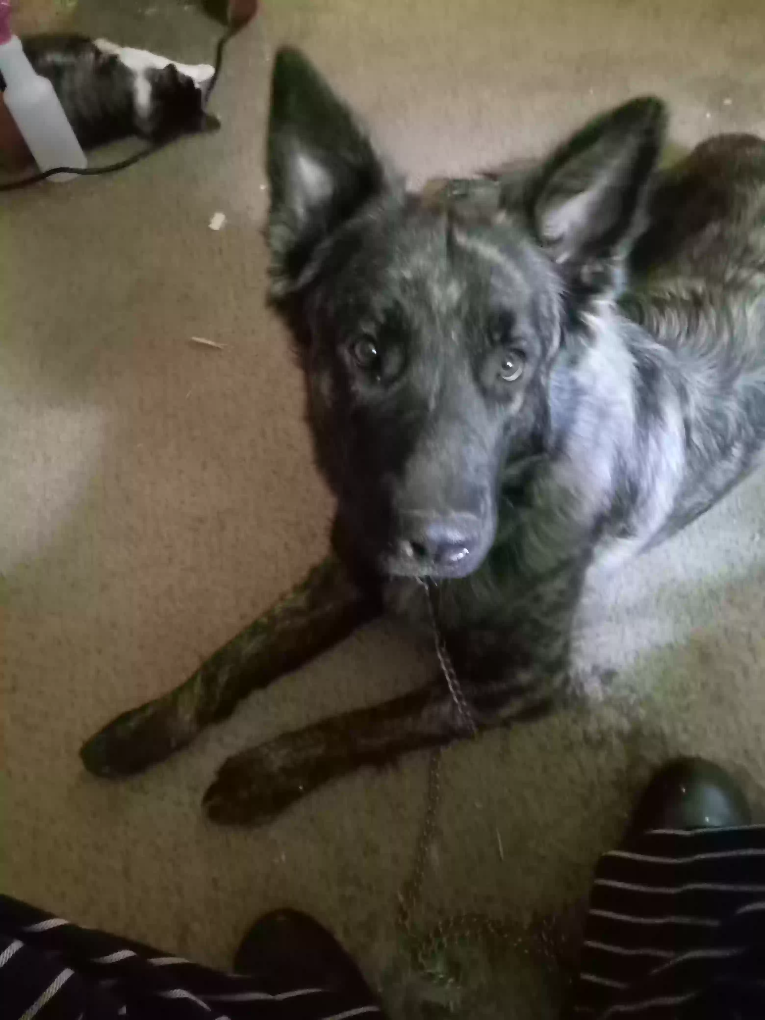 adoptable Dog in Sterling,CO named Duke