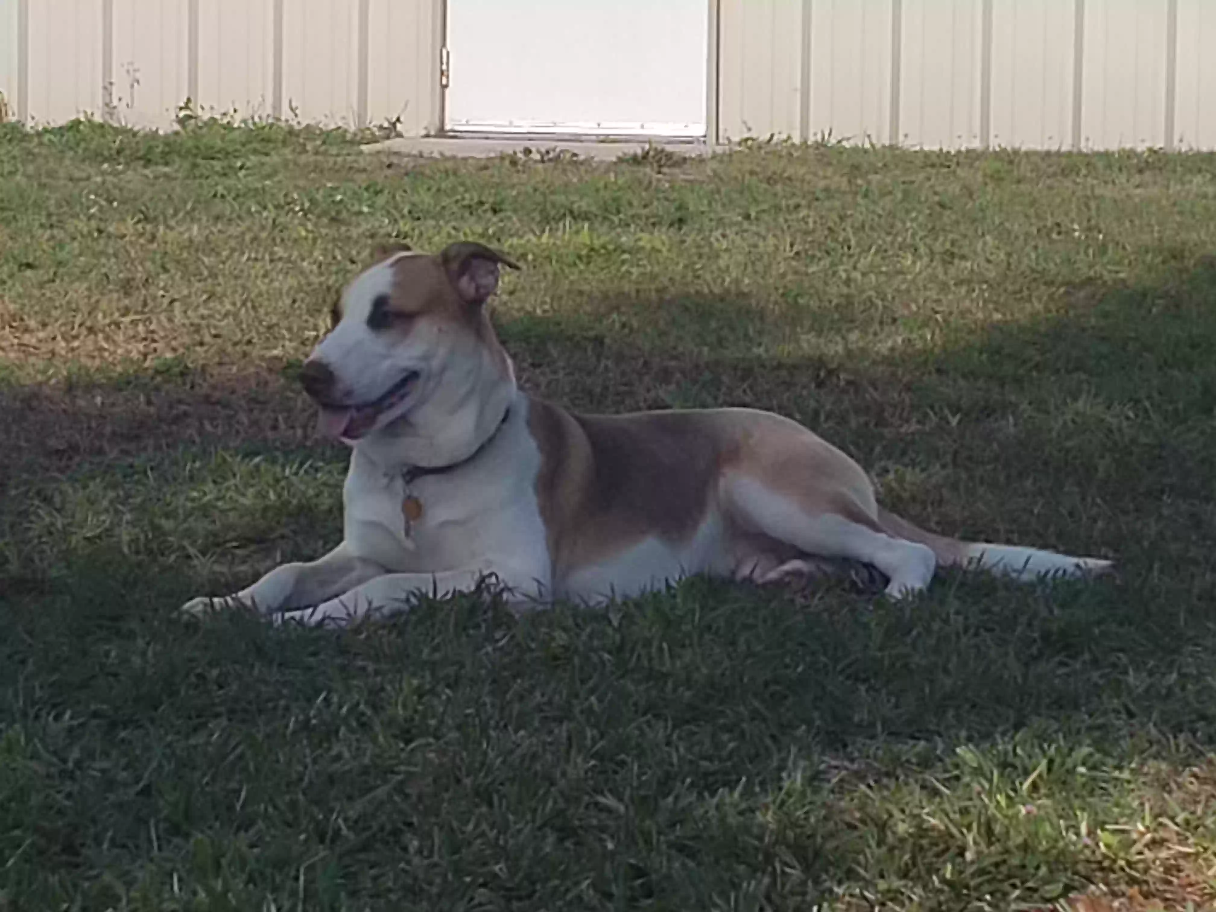 adoptable Dog in Ruskin,FL named Blue