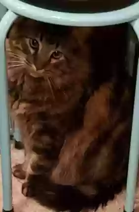 adoptable Cat in Branson,MO named Tigger