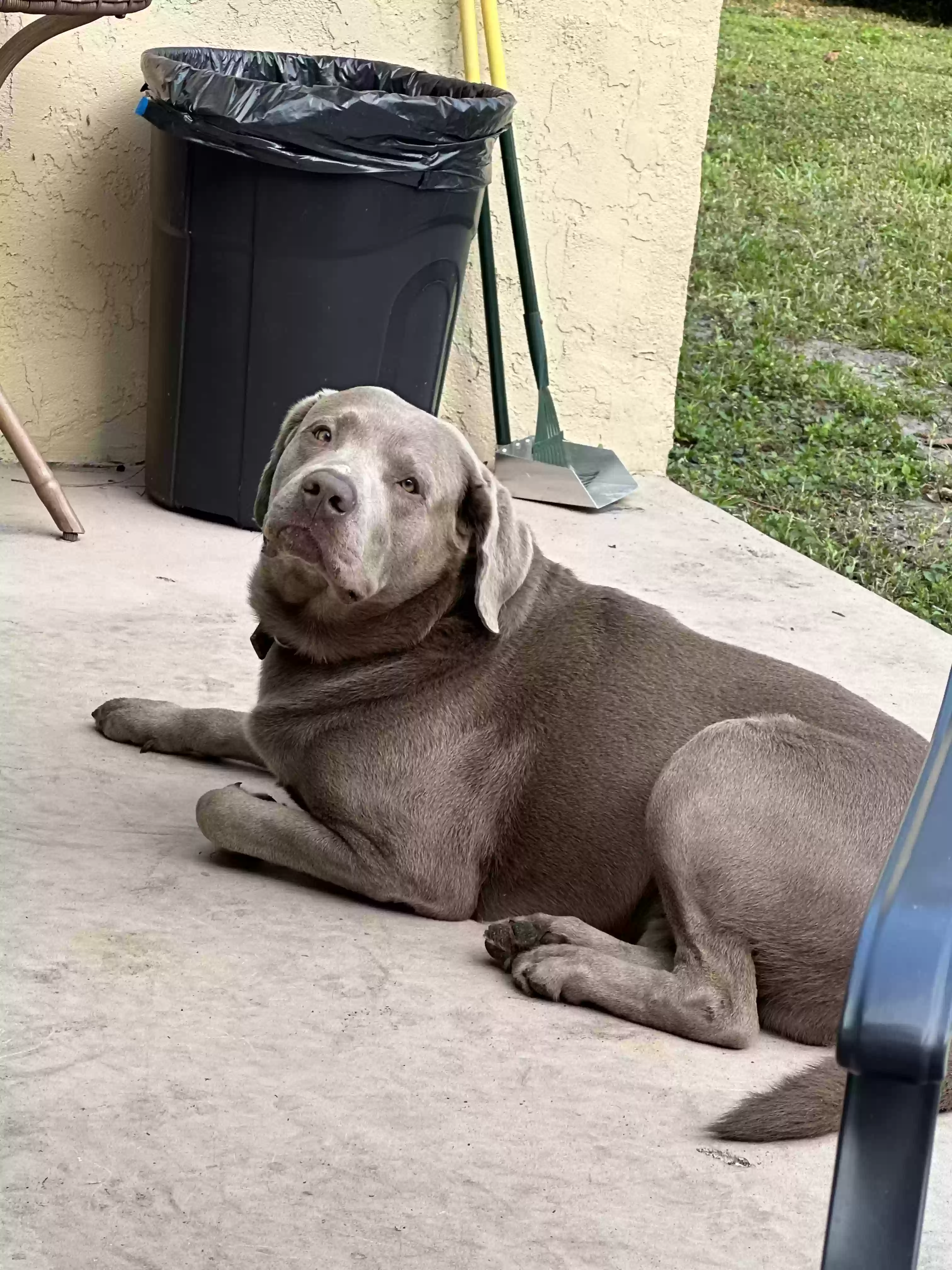 adoptable Dog in West Palm Beach,FL named Gunner