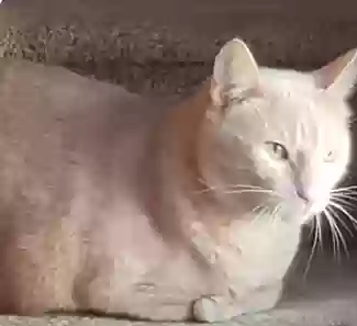 adoptable Cat in Branson,MO named Shiloh