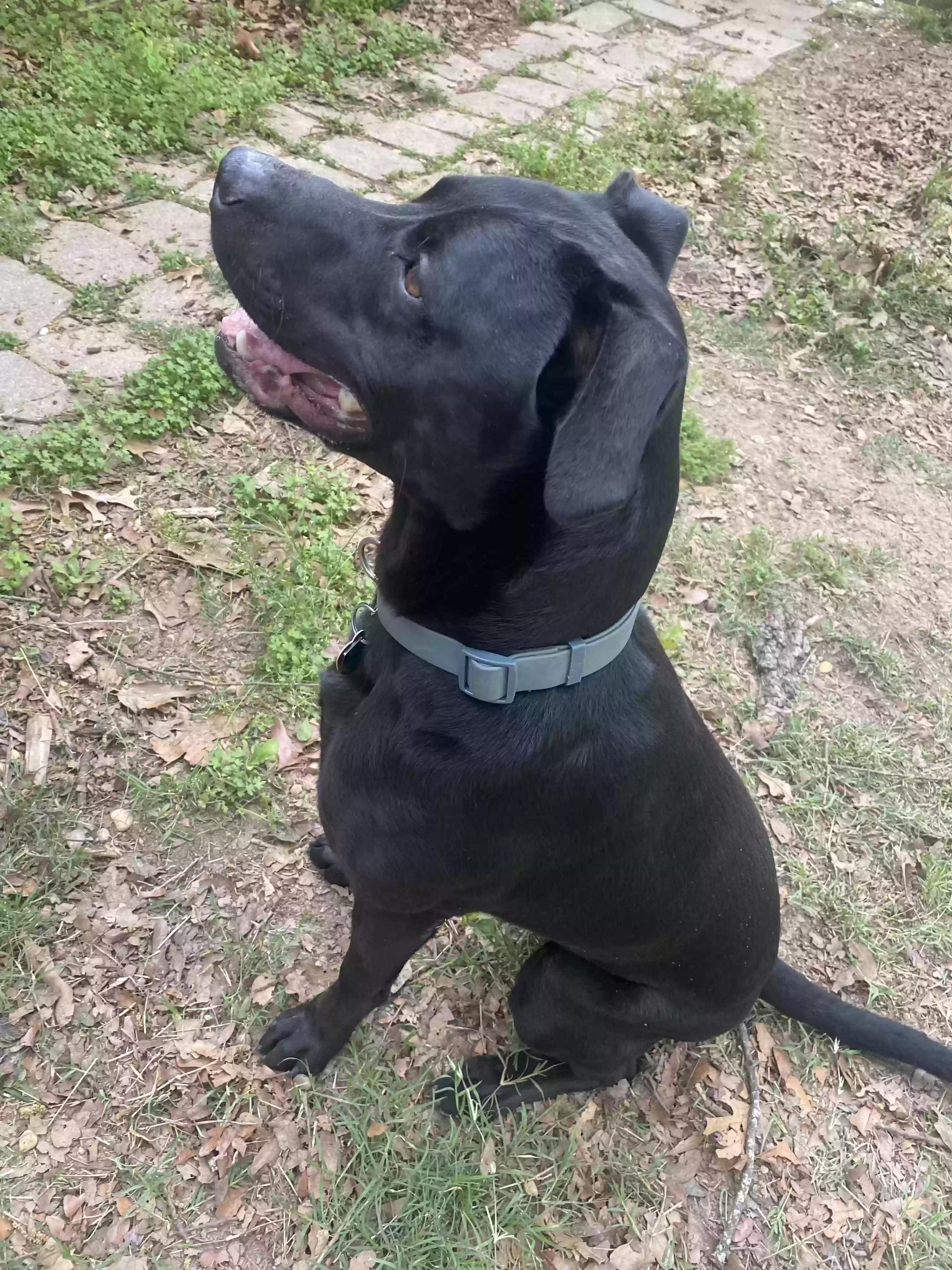adoptable Dog in Mineola,TX named Rocky