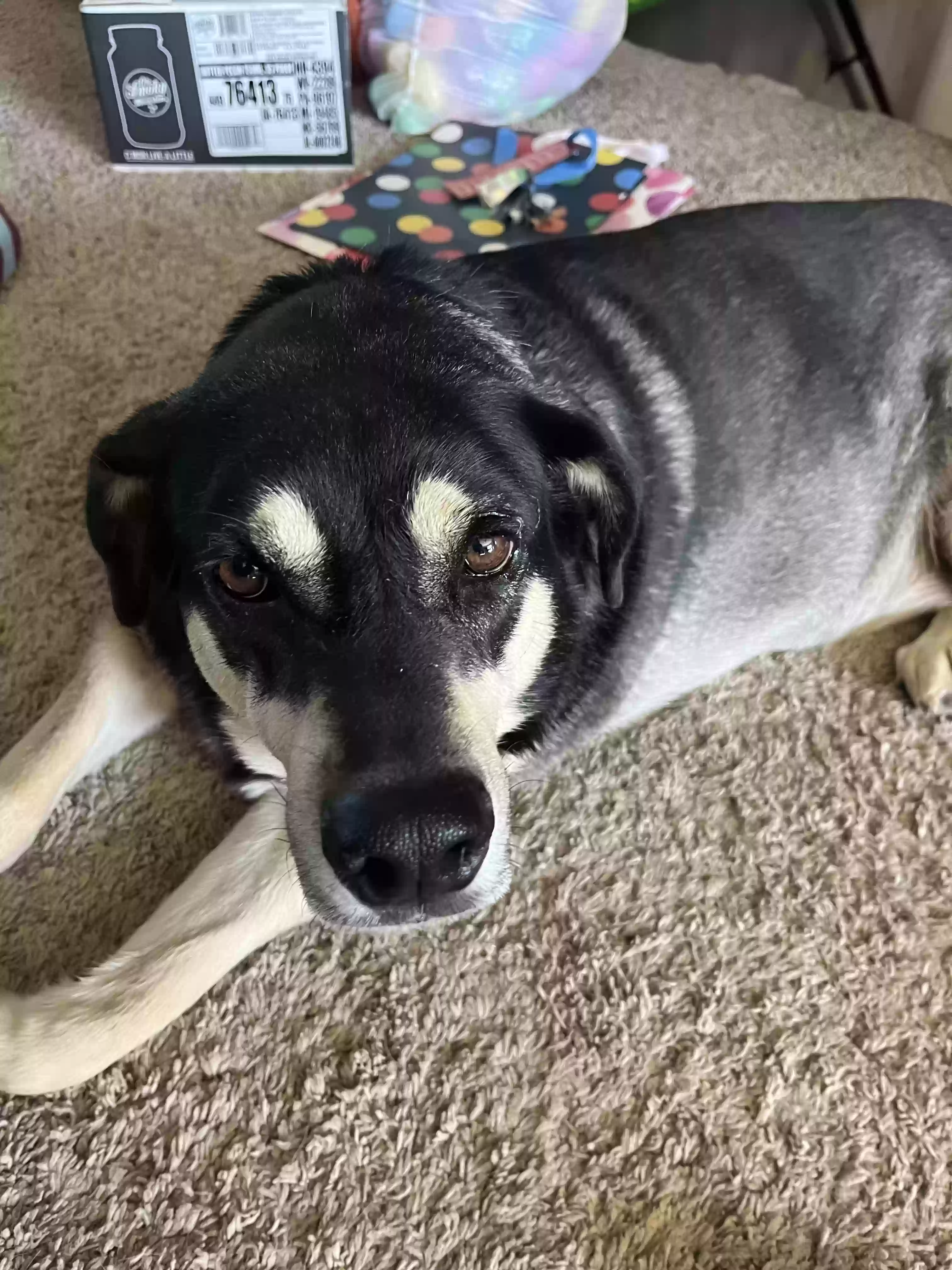 adoptable Dog in Filley,NE named Maizey
