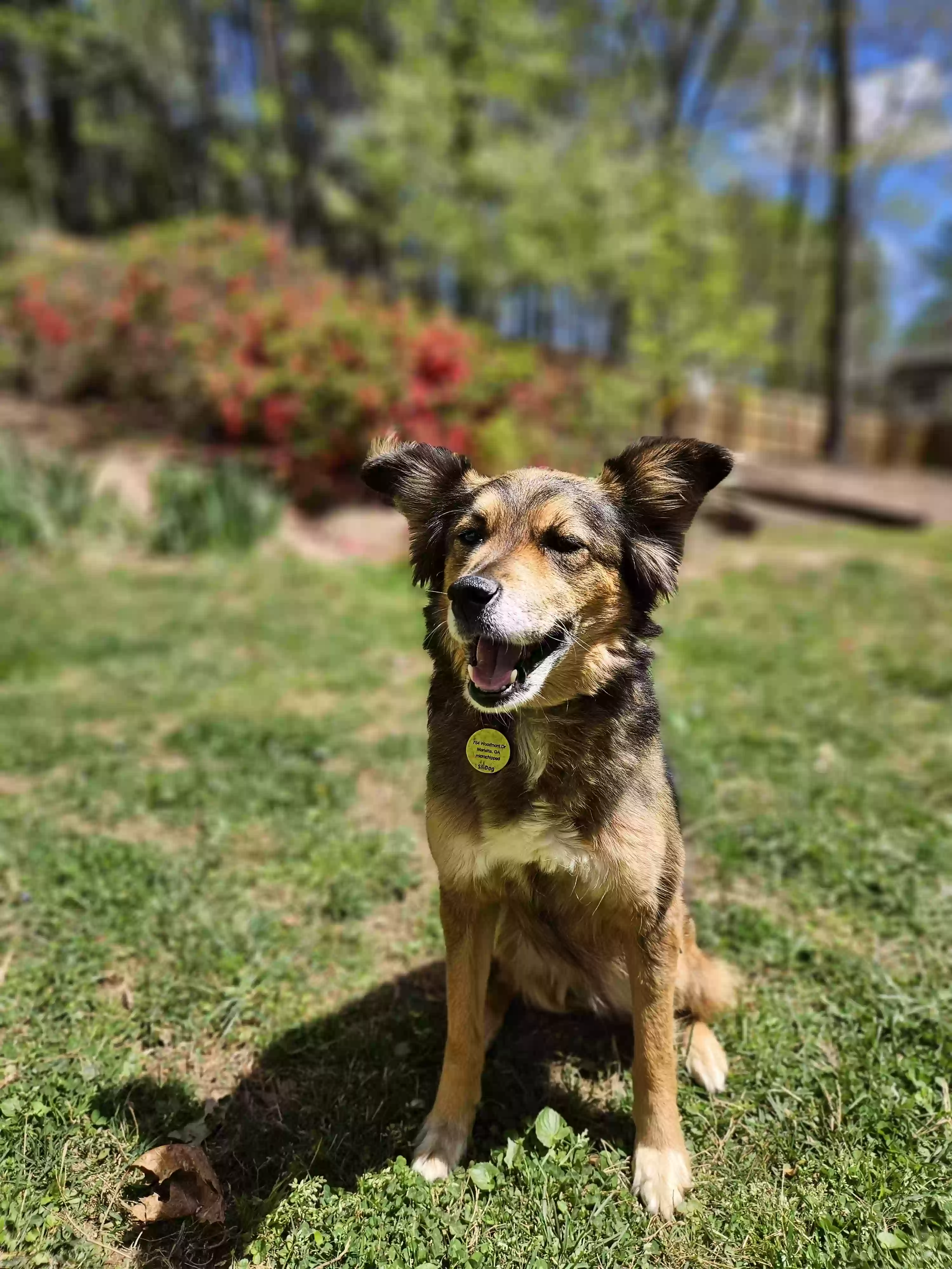 adoptable Dog in Marietta,GA named Scar