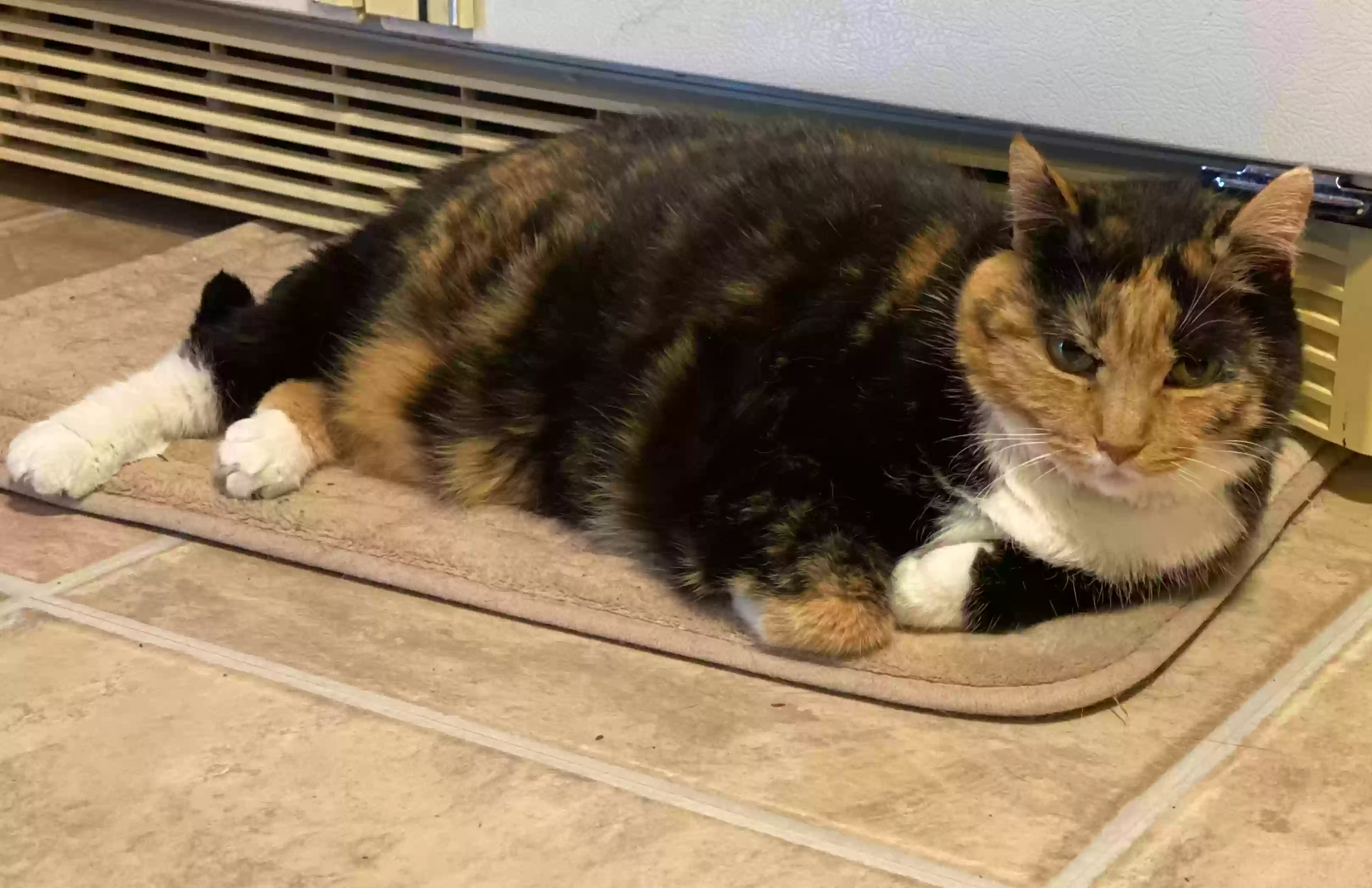adoptable Cat in Acworth,GA named Miss Molly