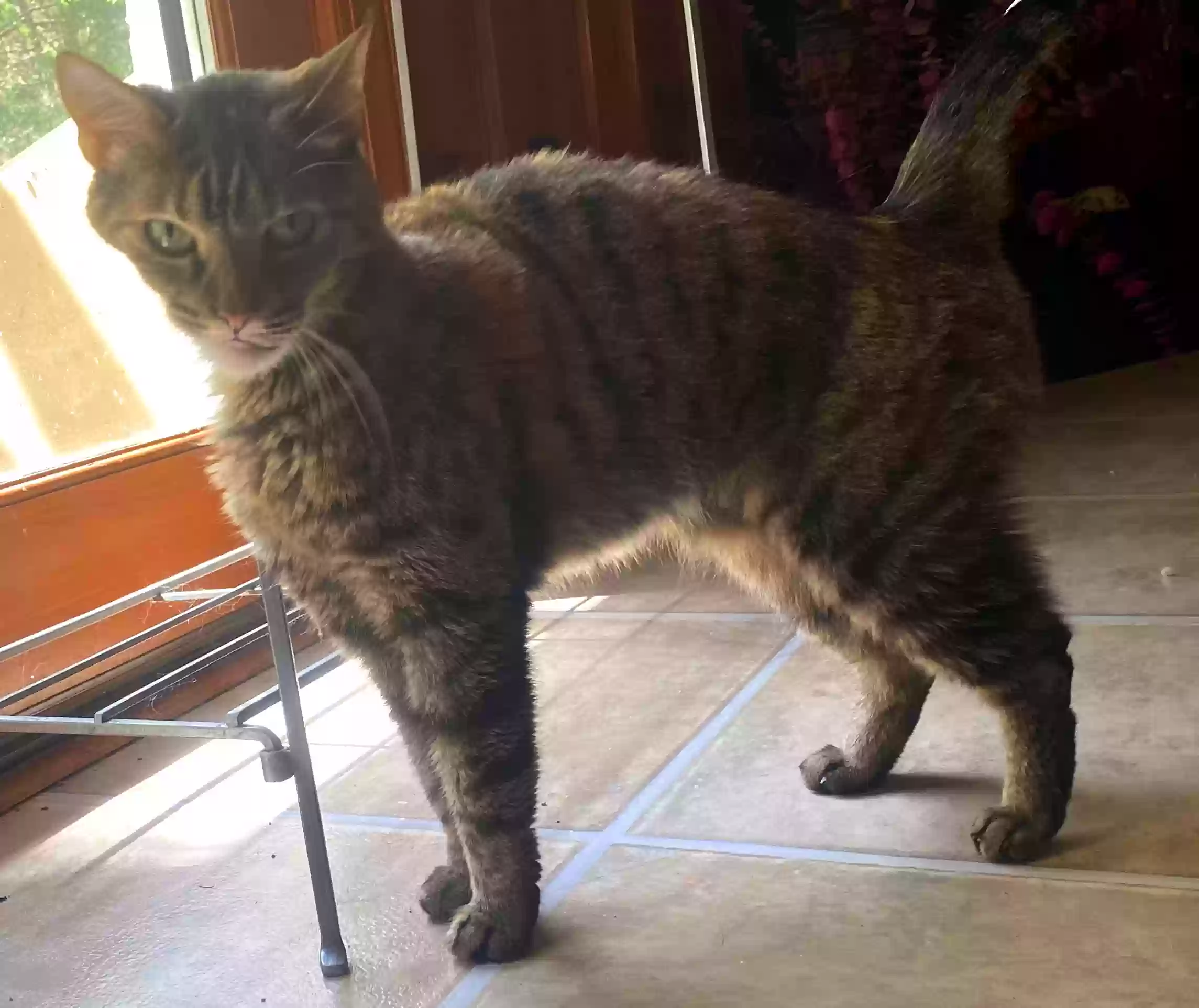 adoptable Cat in Cartersville,GA named Miss Murphy