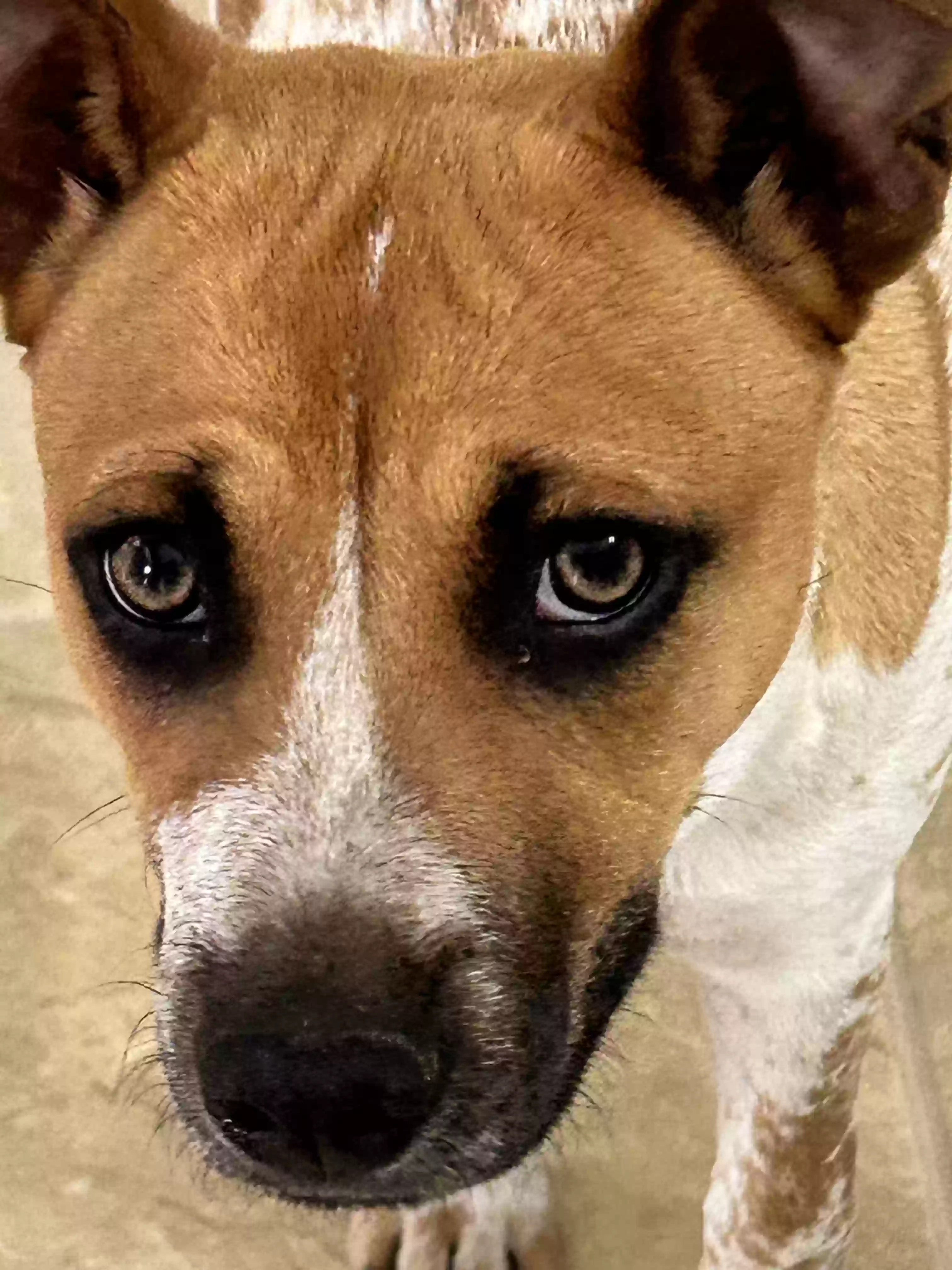 adoptable Dog in Mc Calla,AL named 