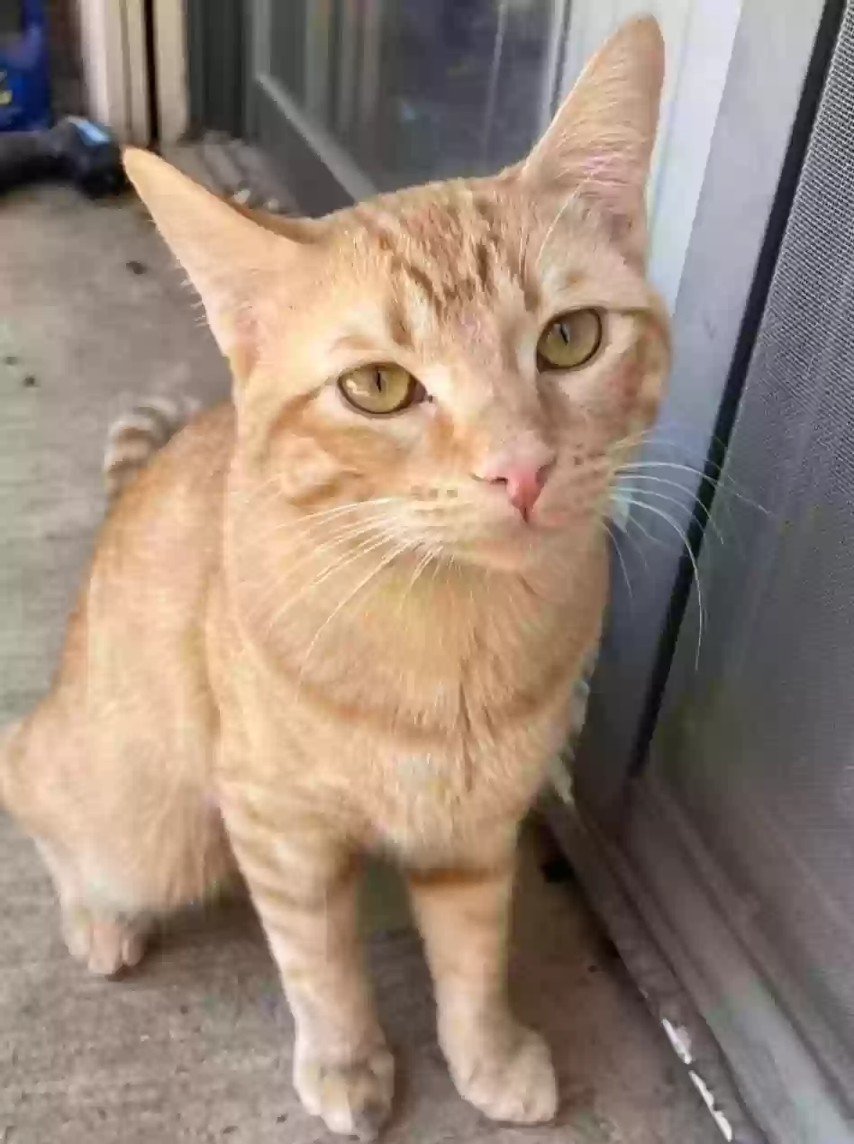 adoptable Cat in Tulsa,OK named 