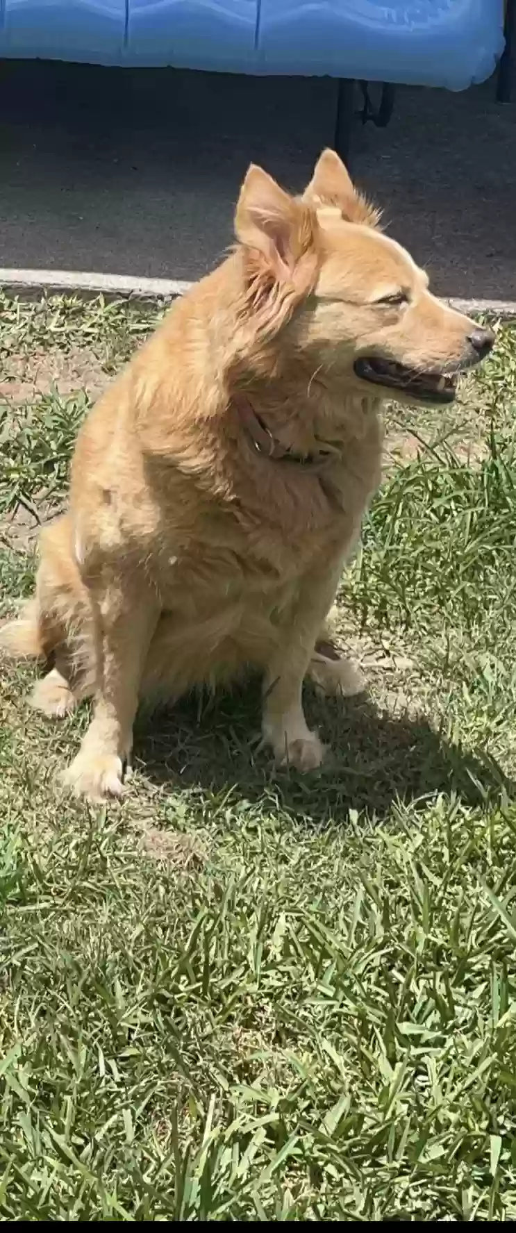 adoptable Dog in League City,TX named Sunny