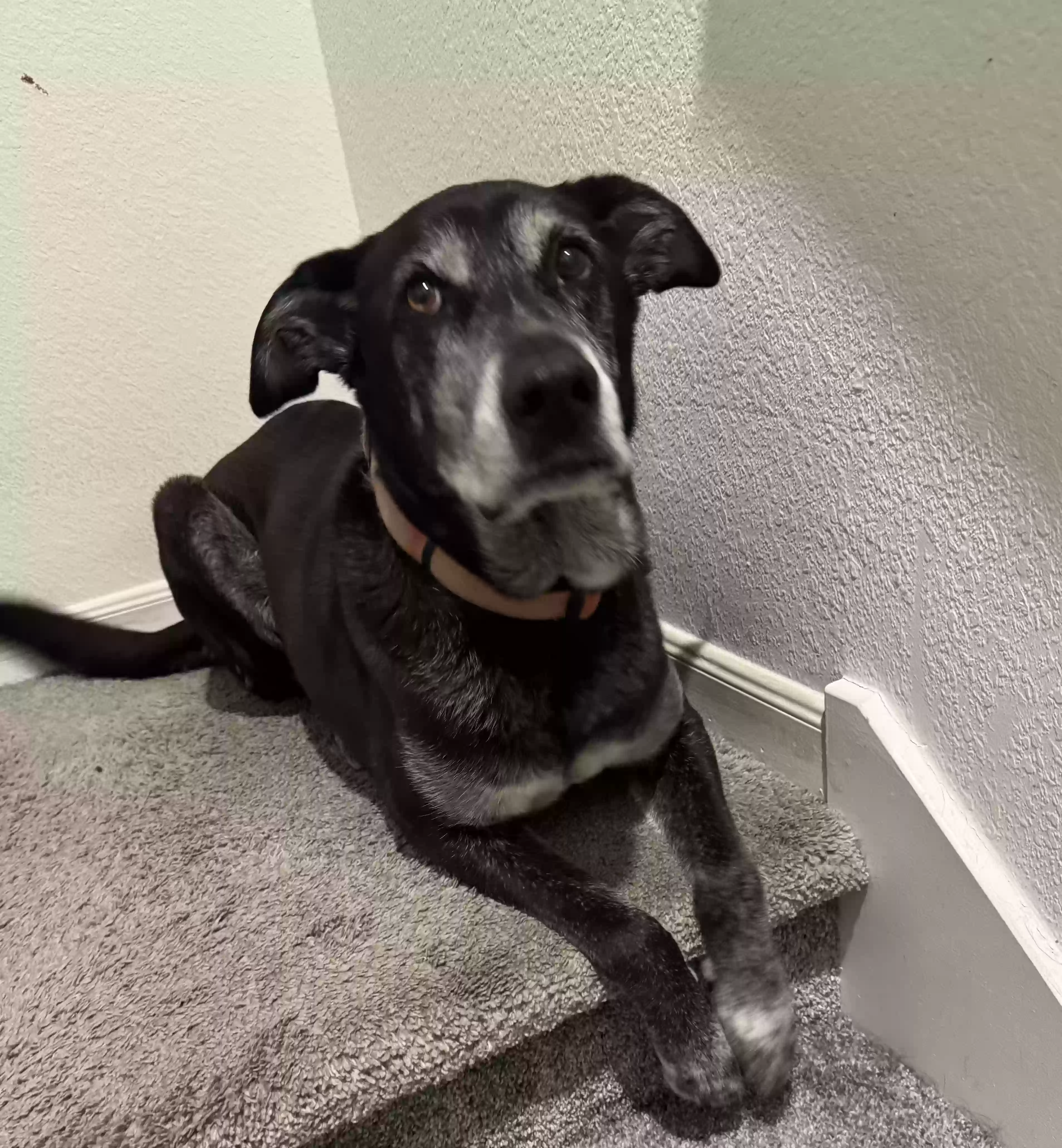 adoptable Dog in Katy,TX named 