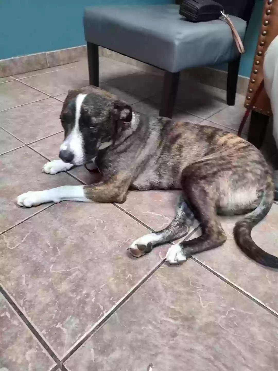 adoptable Dog in Springdale,AR named Selma