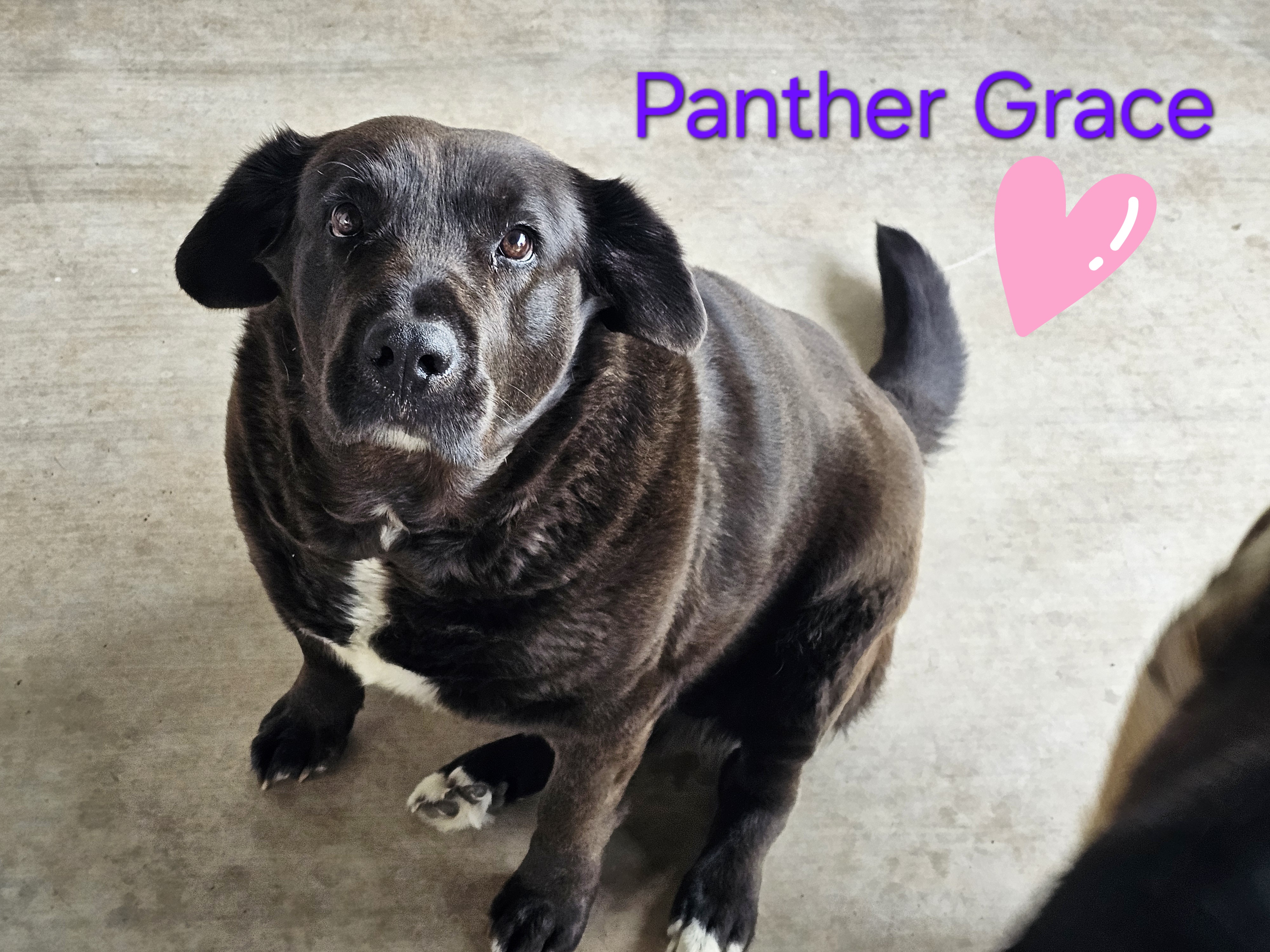 adoptable Dog in San Angelo,TX named PD & PANTHER