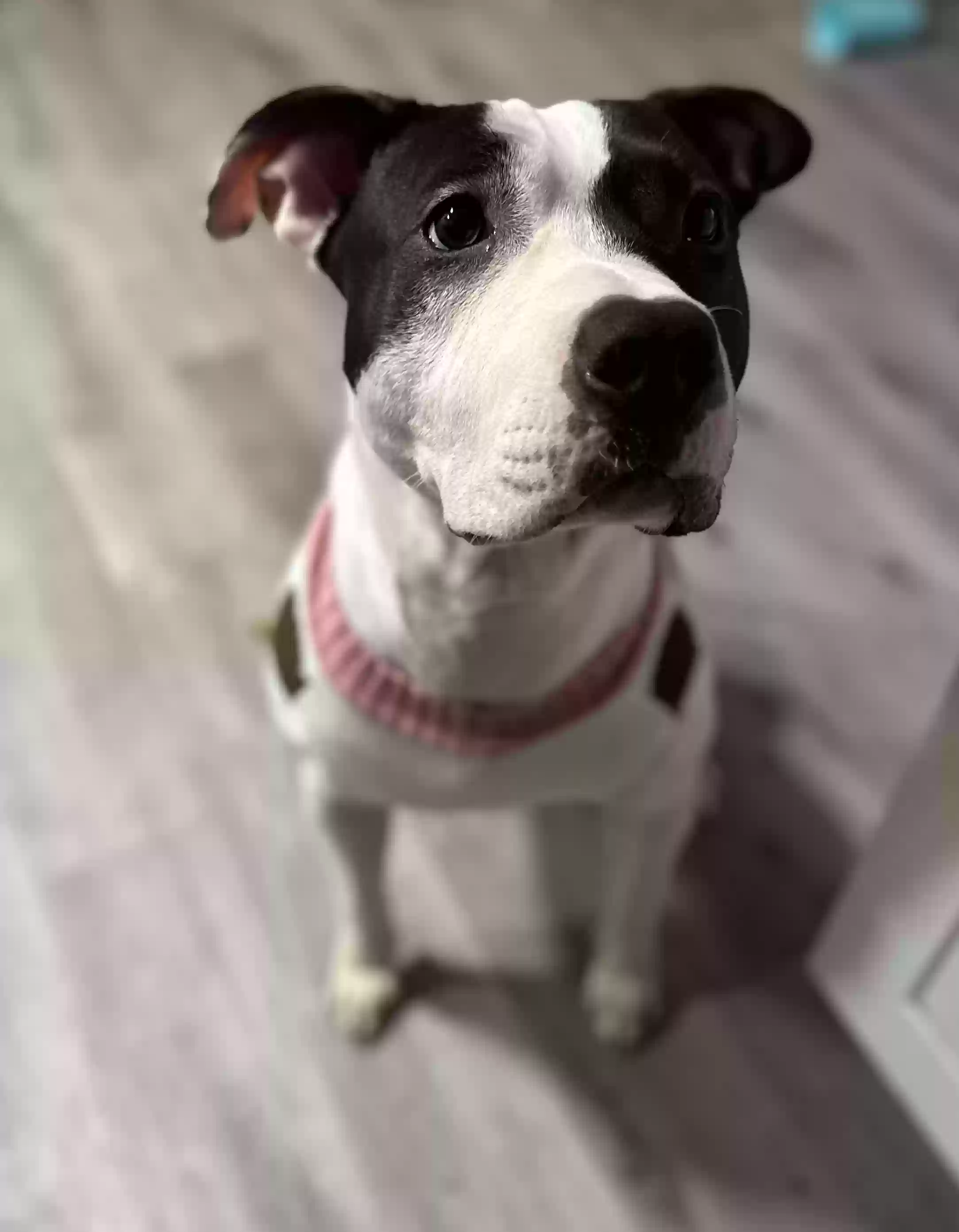 adoptable Dog in Mesa,AZ named Lady Latrice