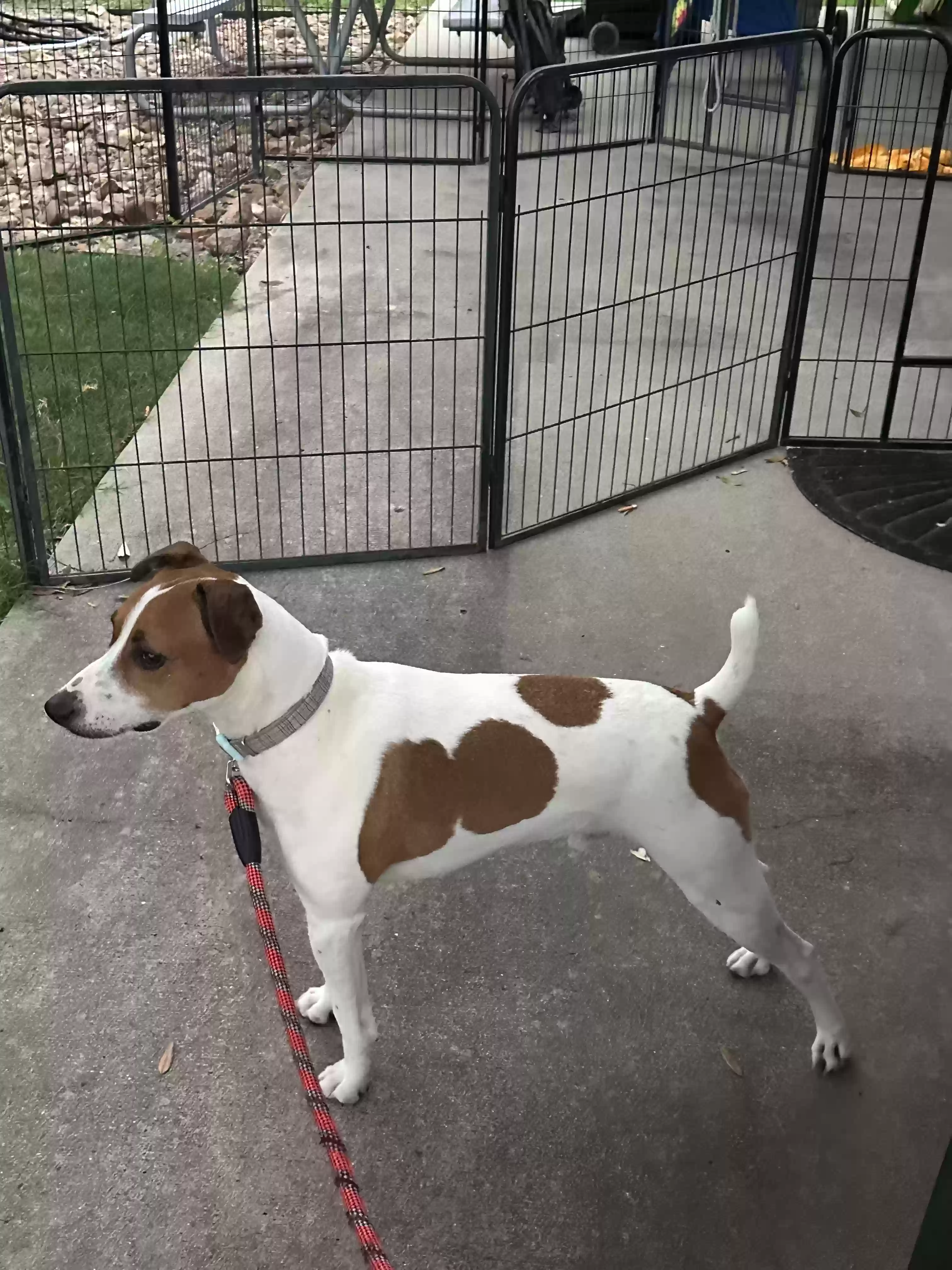 adoptable Dog in San Juan Bautista,CA named Archie