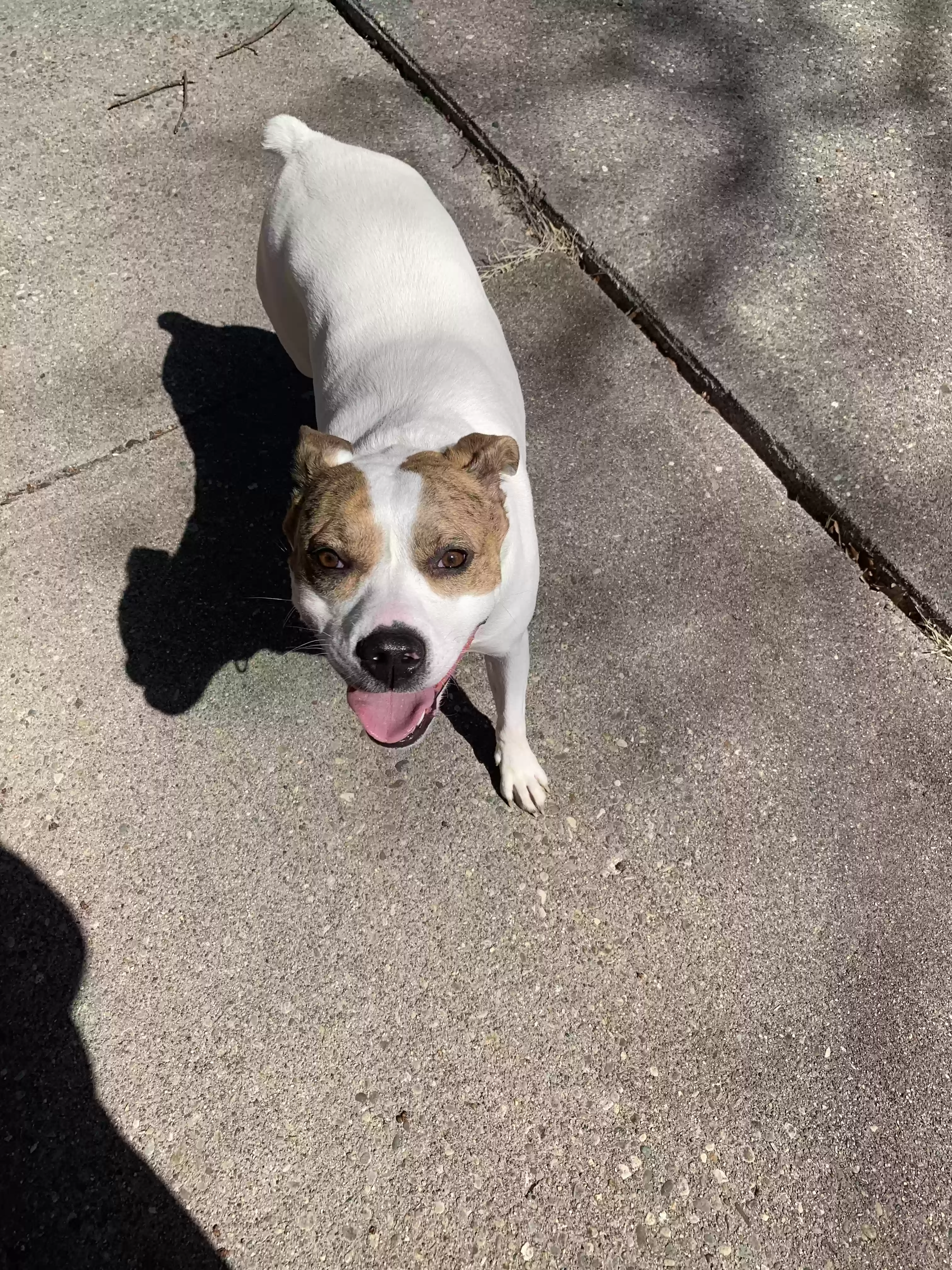adoptable Dog in Cincinnati,OH named Daisy