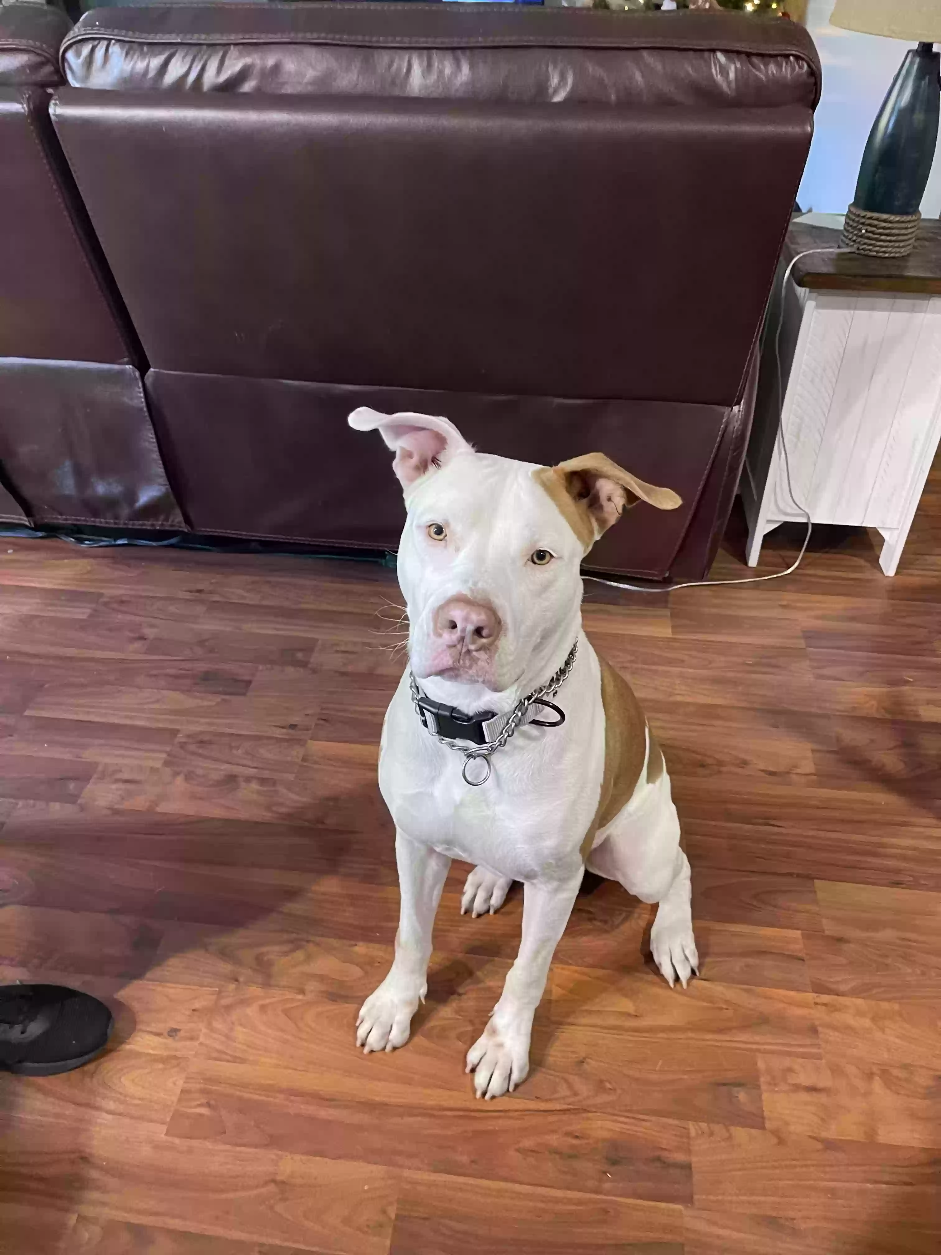 adoptable Dog in Richmond Hill,GA named Bodi
