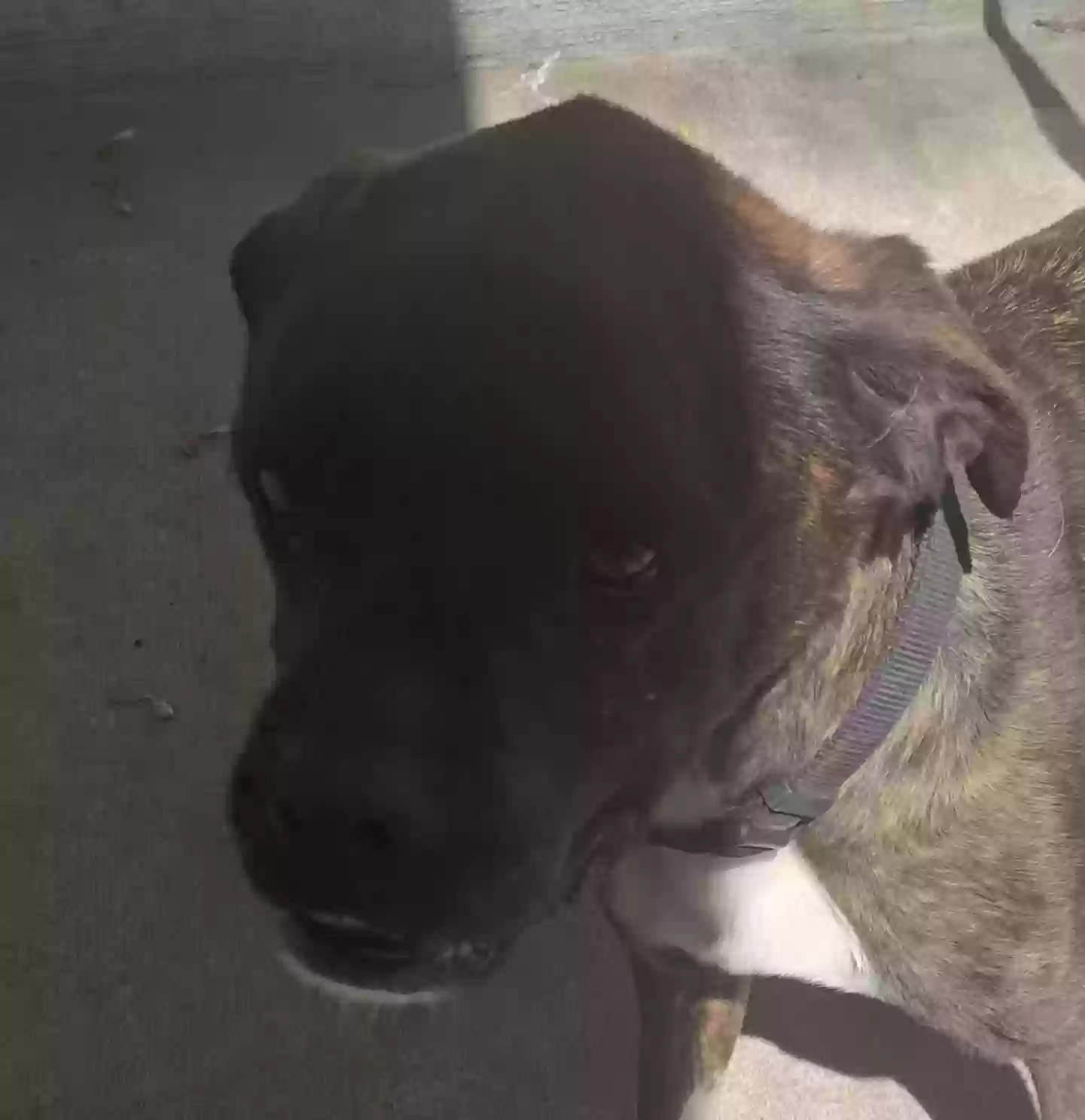 adoptable Dog in Odessa,MO named Duke