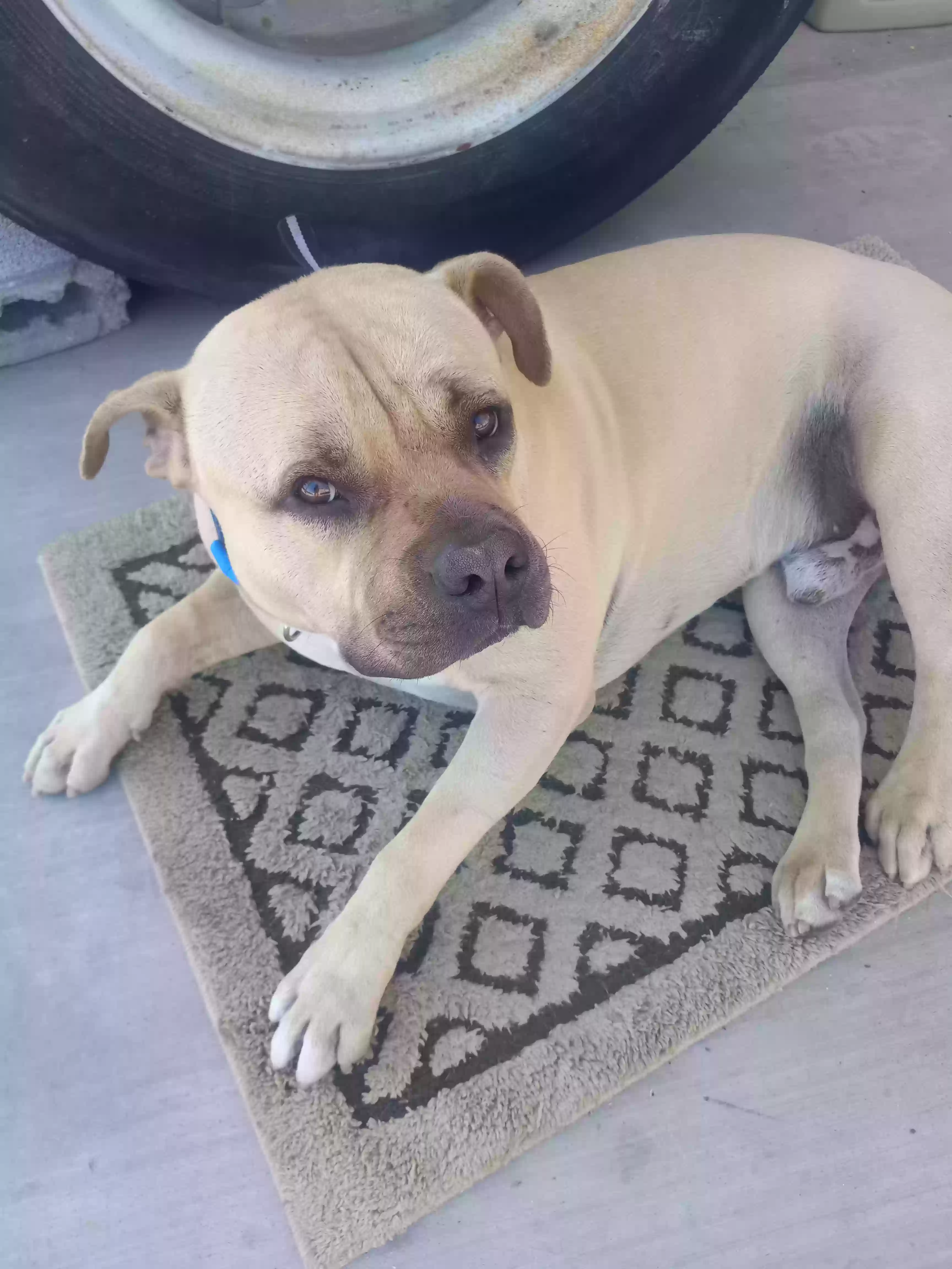adoptable Dog in Phoenix,AZ named Doug