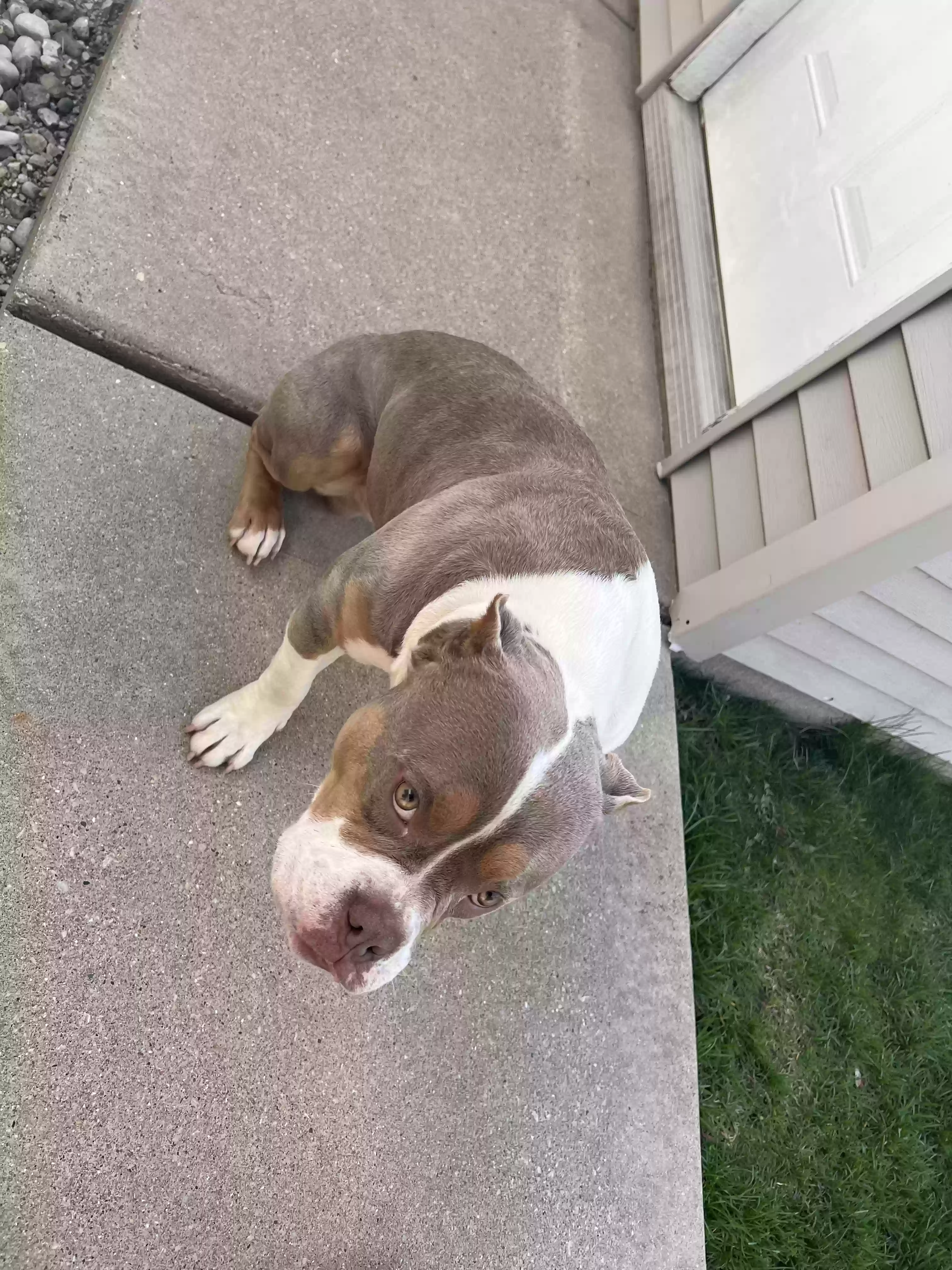 adoptable Dog in Chicago,IL named Kobe