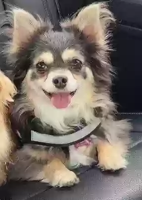 adoptable Dog in Nampa,ID named Bella