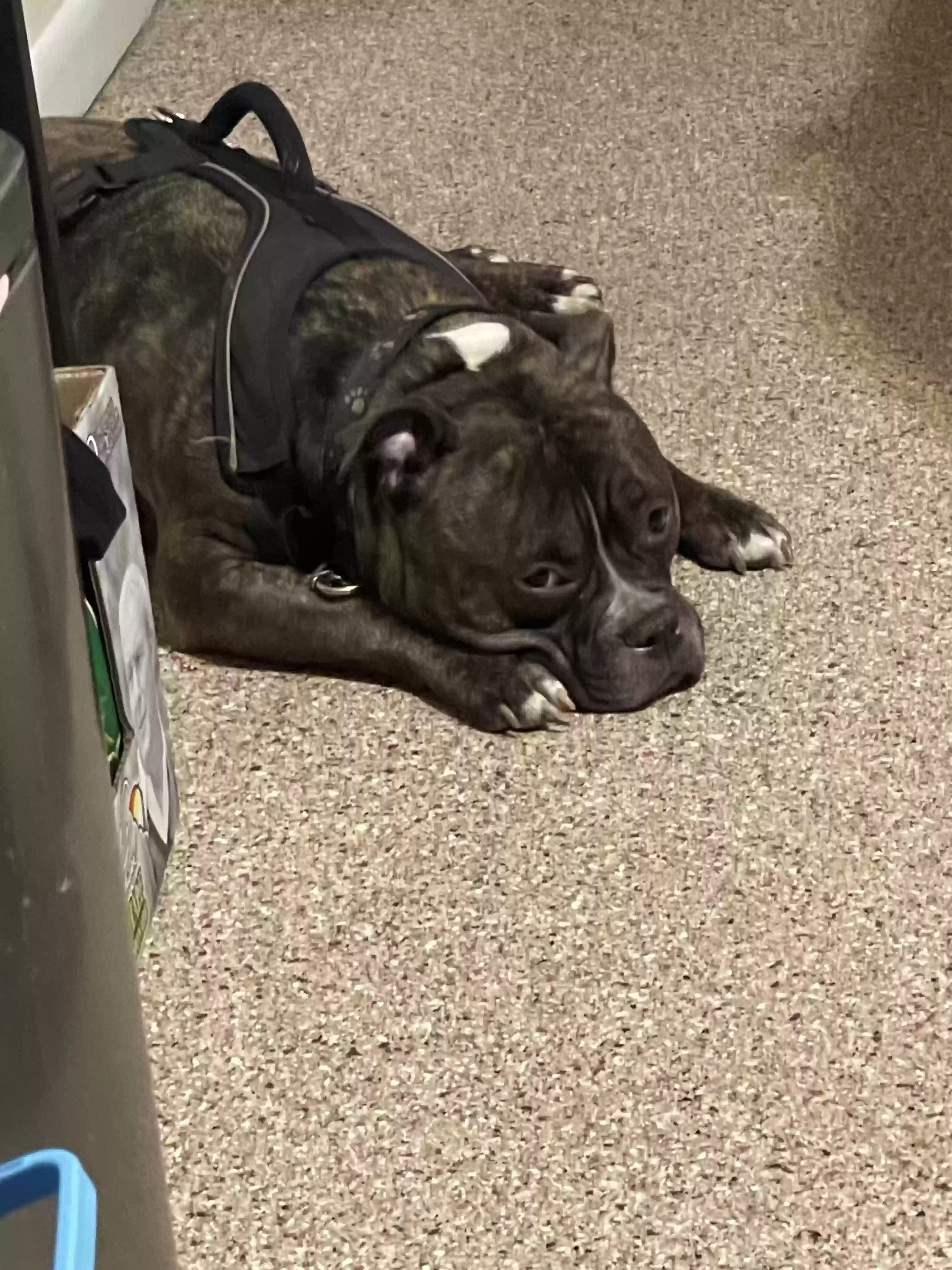 adoptable Dog in Buffalo,NY named Scrappy