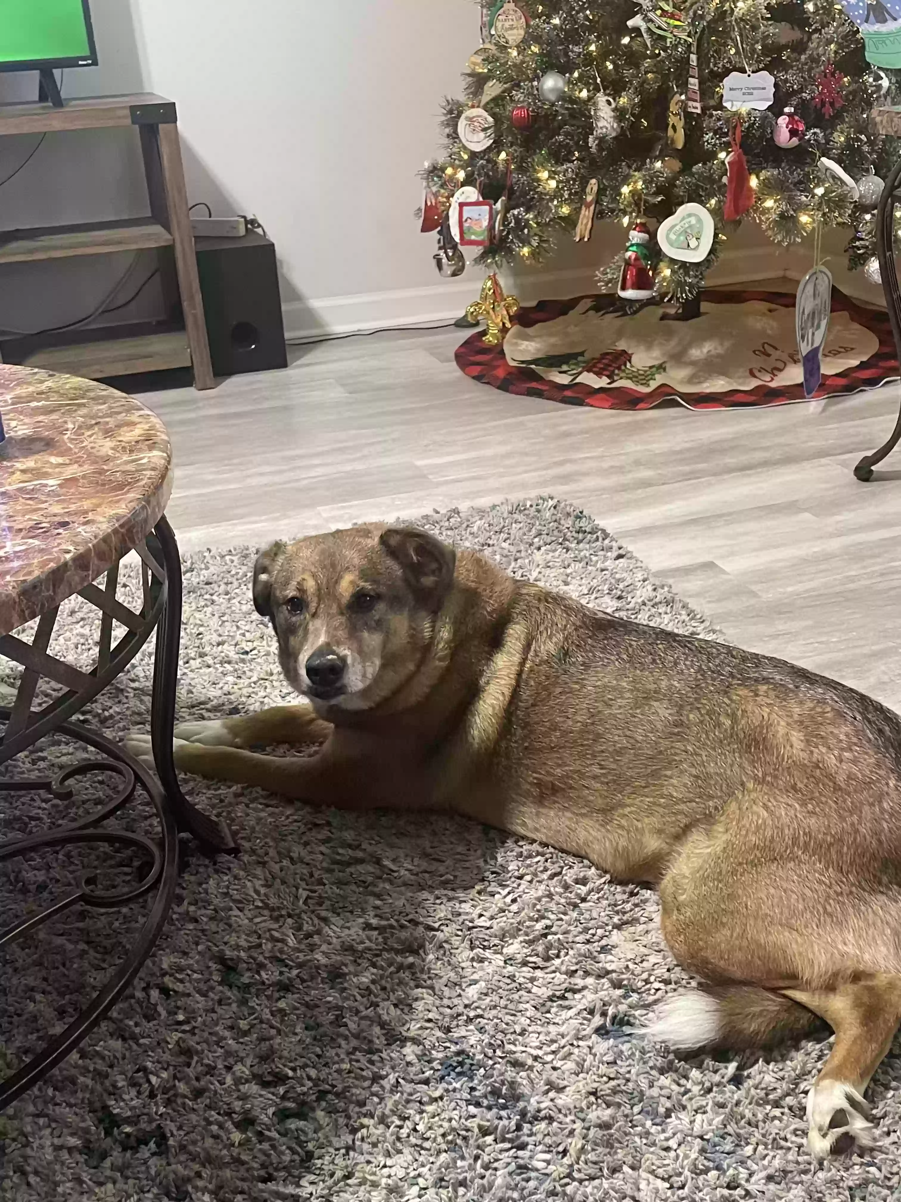 adoptable Dog in Ponchatoula,LA named Gracie