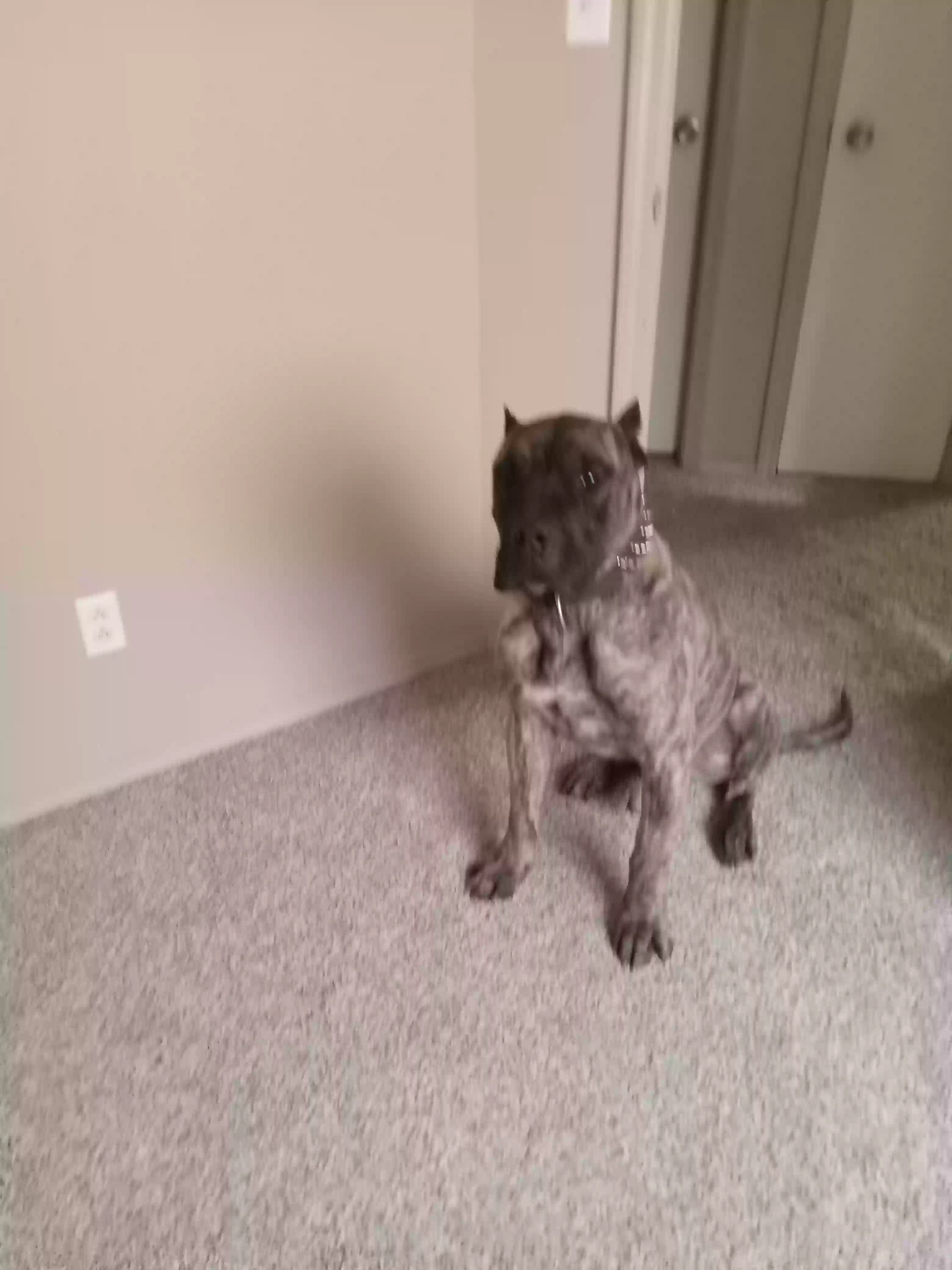 adoptable Dog in Colorado Springs,CO named Rag