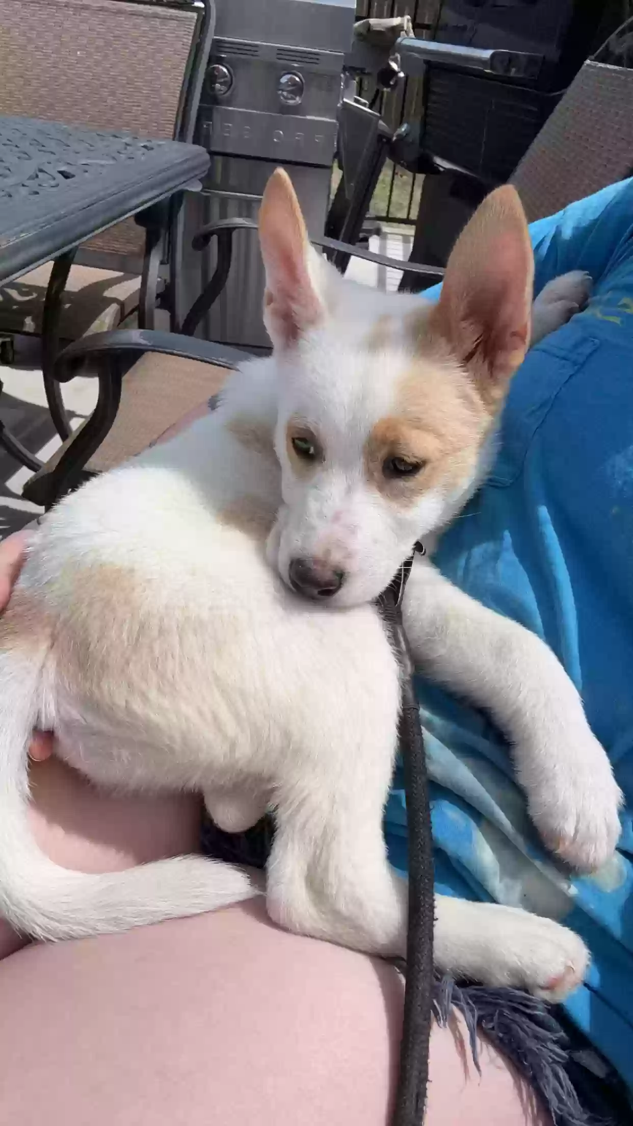 adoptable Dog in Winder,GA named Arlo