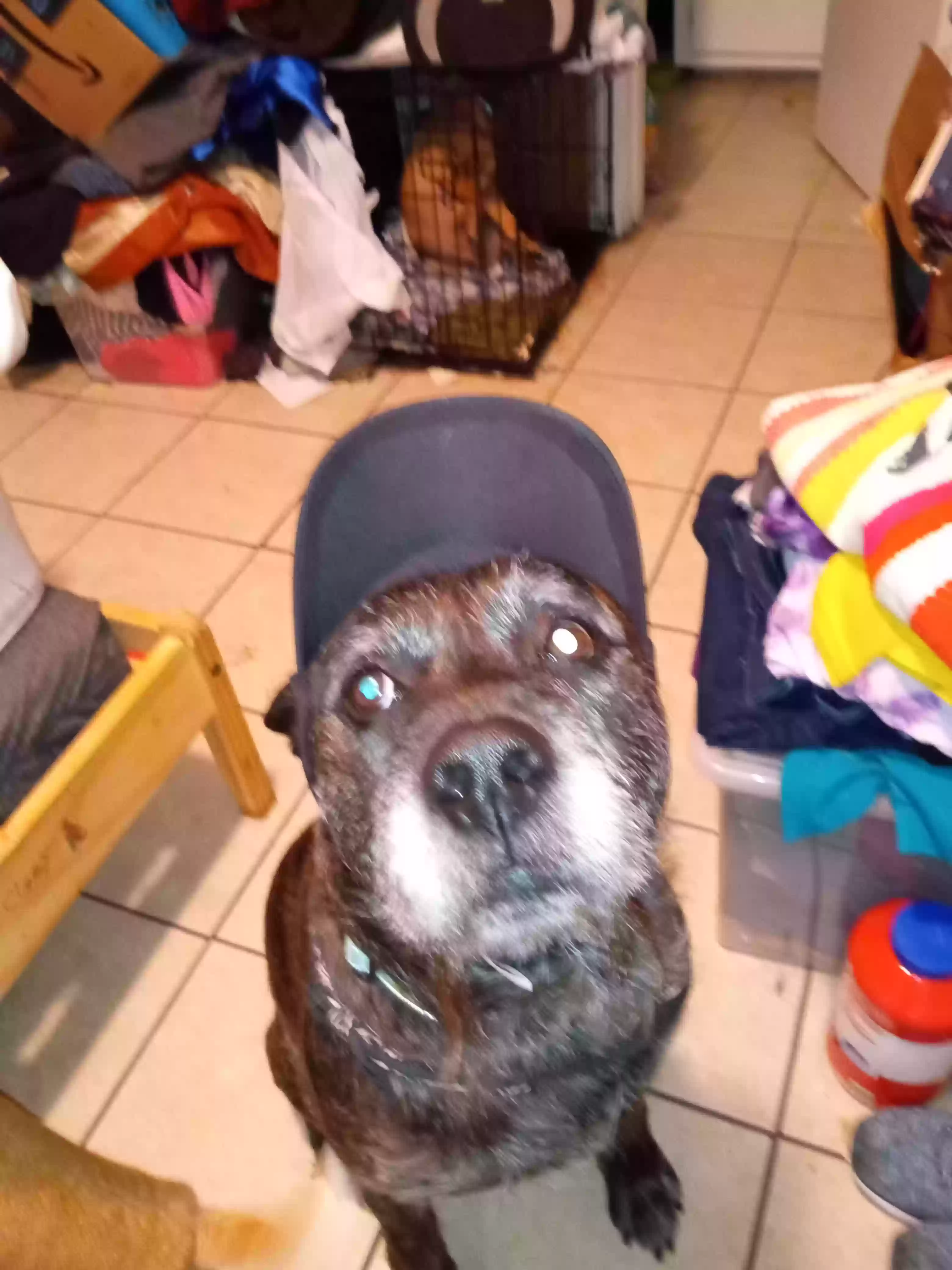 adoptable Dog in Cocoa,FL named Mr. Miyagi