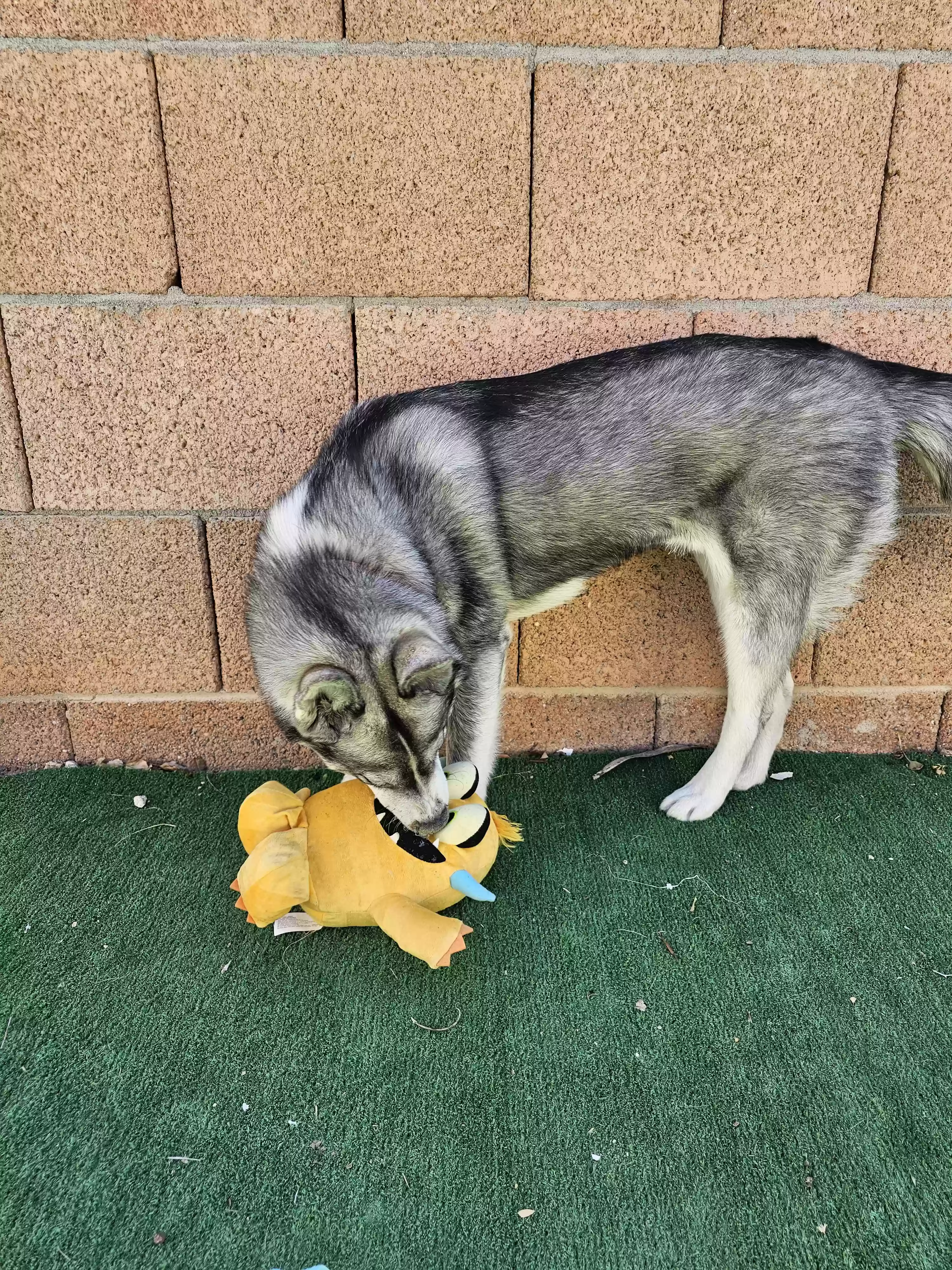 adoptable Dog in Peoria,AZ named Arya