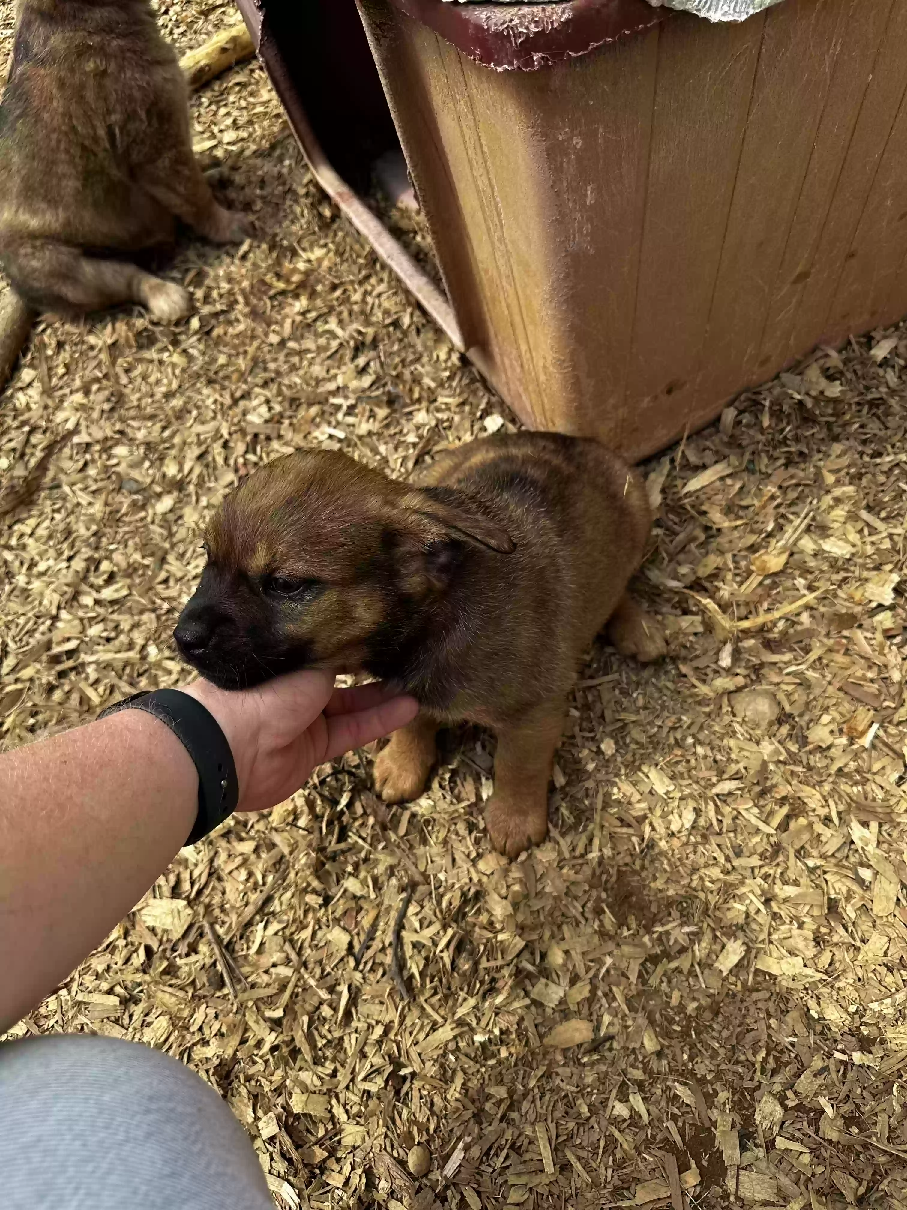 adoptable Dog in Jonesborough,TN named Baby Bear