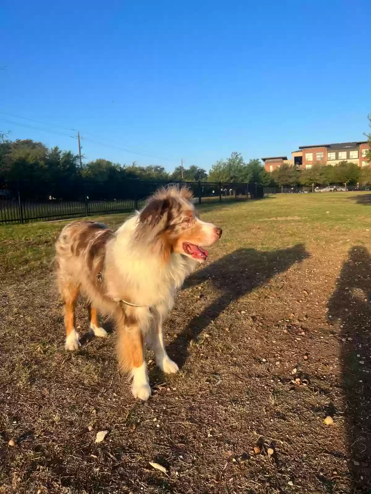 adoptable Dog in Dallas,TX named Milo